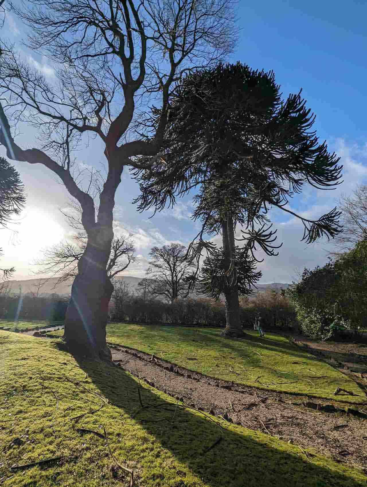 Tall monkey-puzzle (Araucaria) trees on the green at Luss under a blue sky.