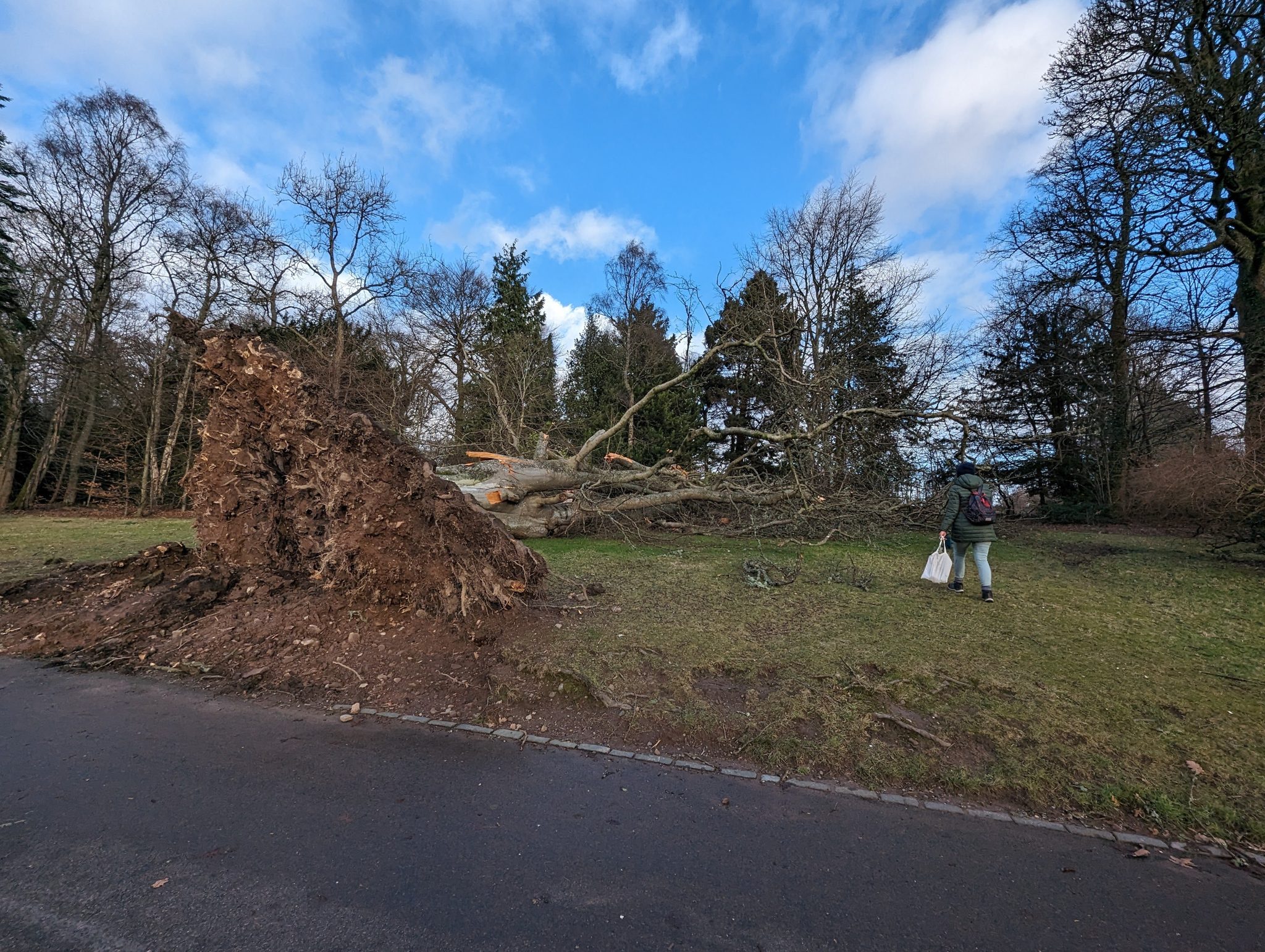 A large storm-felled tree with its root plate torn up beside the shore at Luss.
