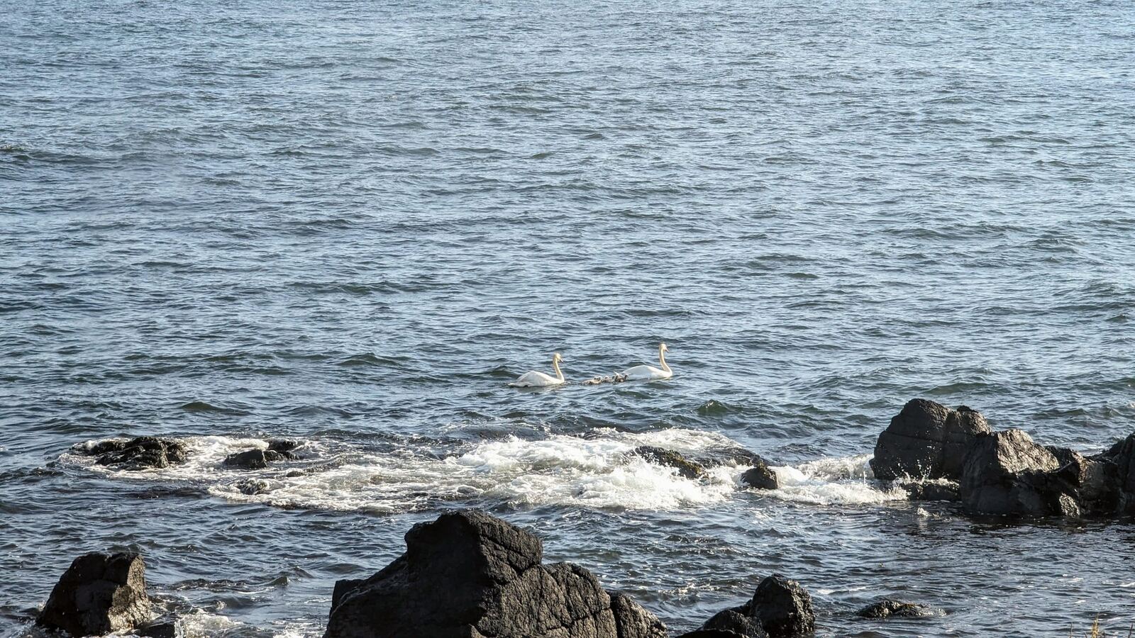 Two seabirds swimming among rocks in the Atlantic surf at Machrihanish.