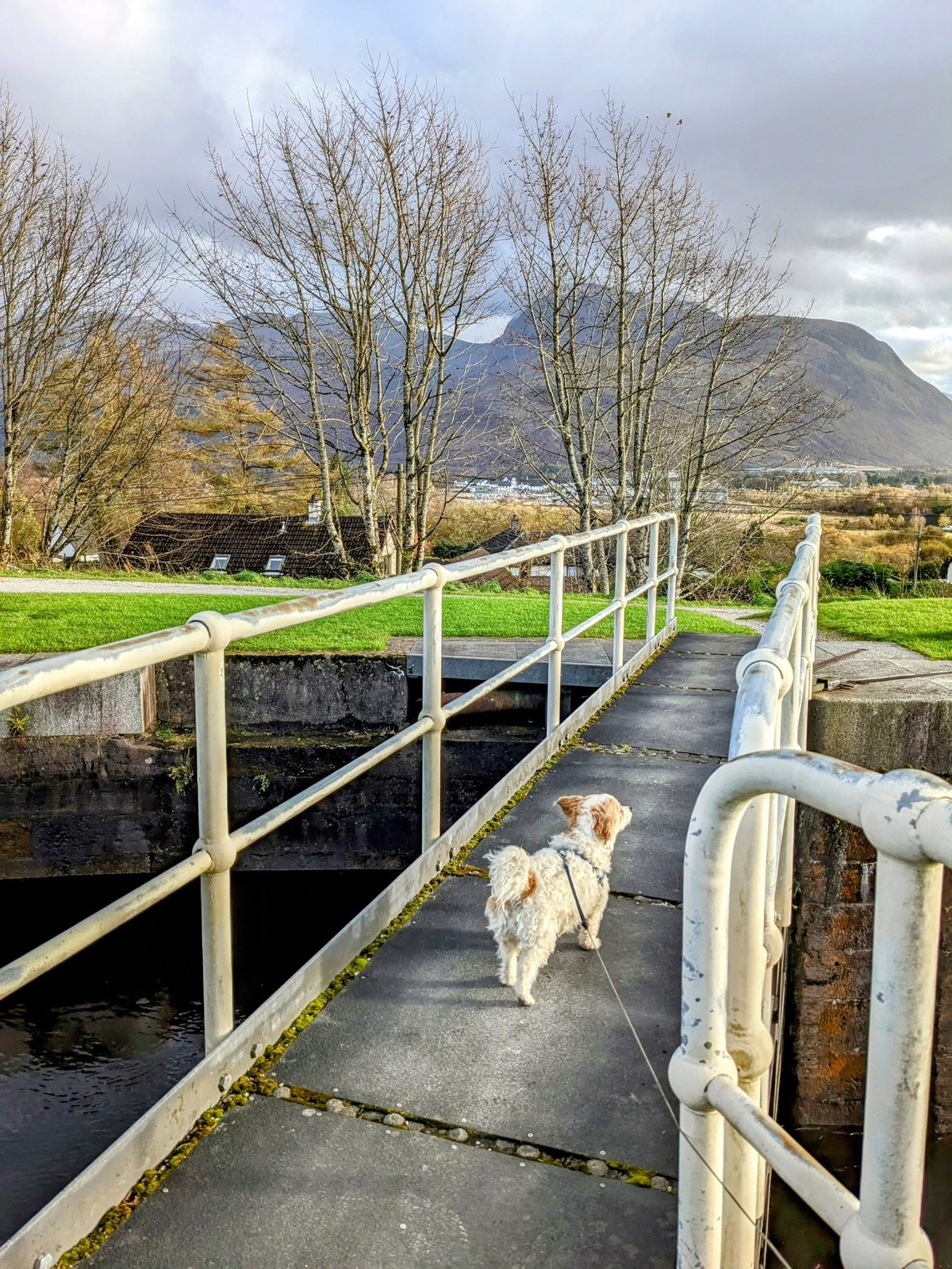 The canal locks with Ben Nevis behind and Lillie the dog.