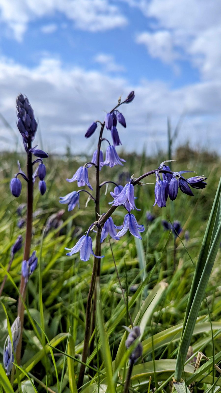 Wild bluebells flowering in the dune grass above the beach at North Berwick.