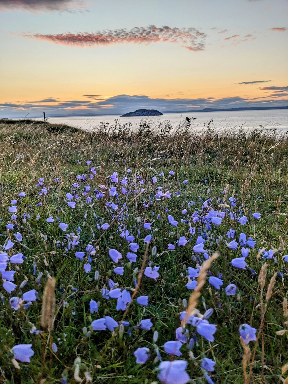 A carpet of bluebells along the North Berwick coast path.