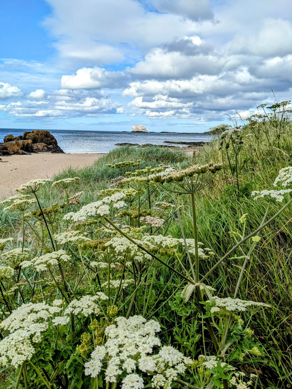 White cow parsley flowering in the dunes with the Bass Rock out to sea, North Berwick.