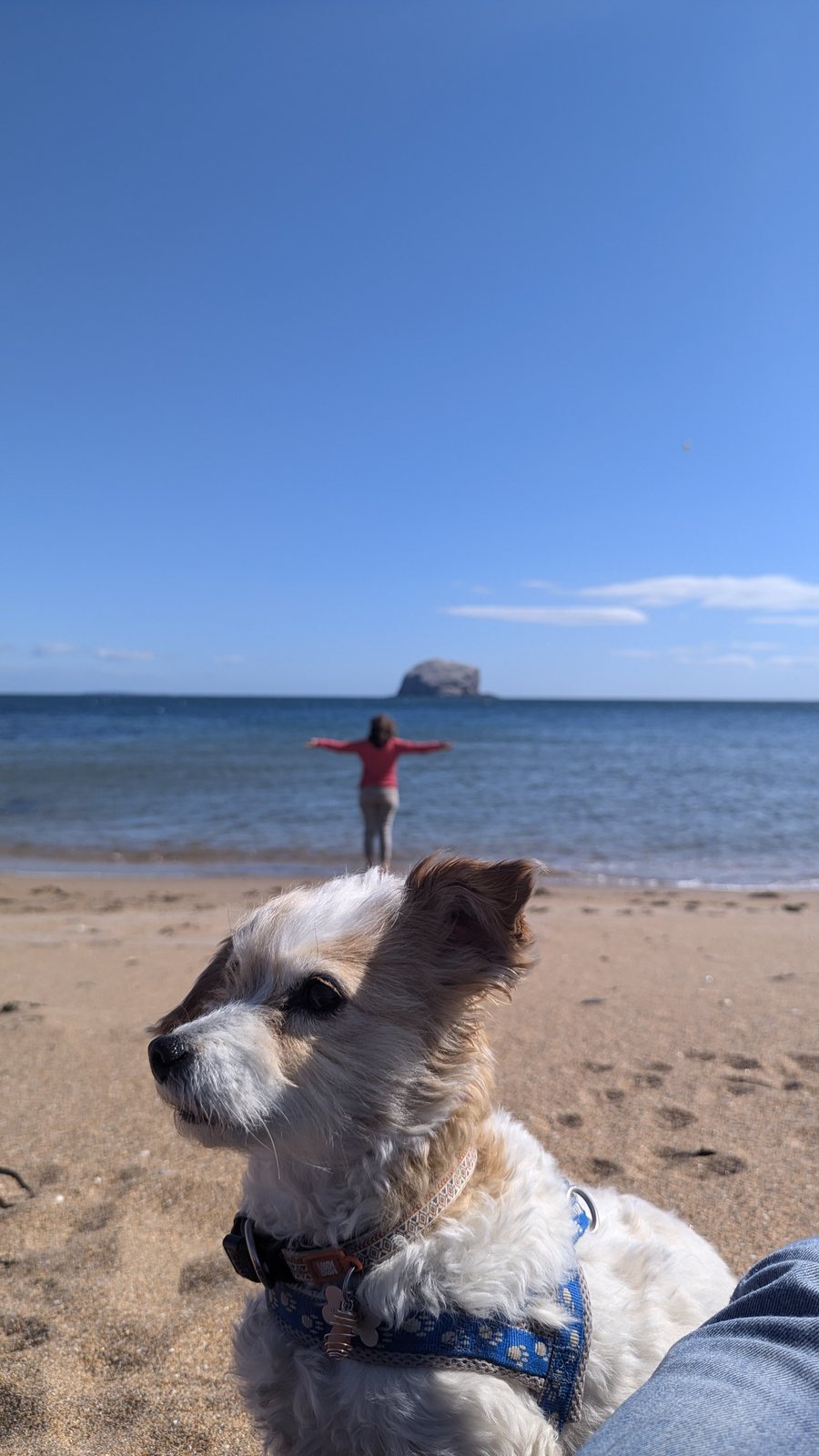 Lillie the dog on the beach at North Berwick.