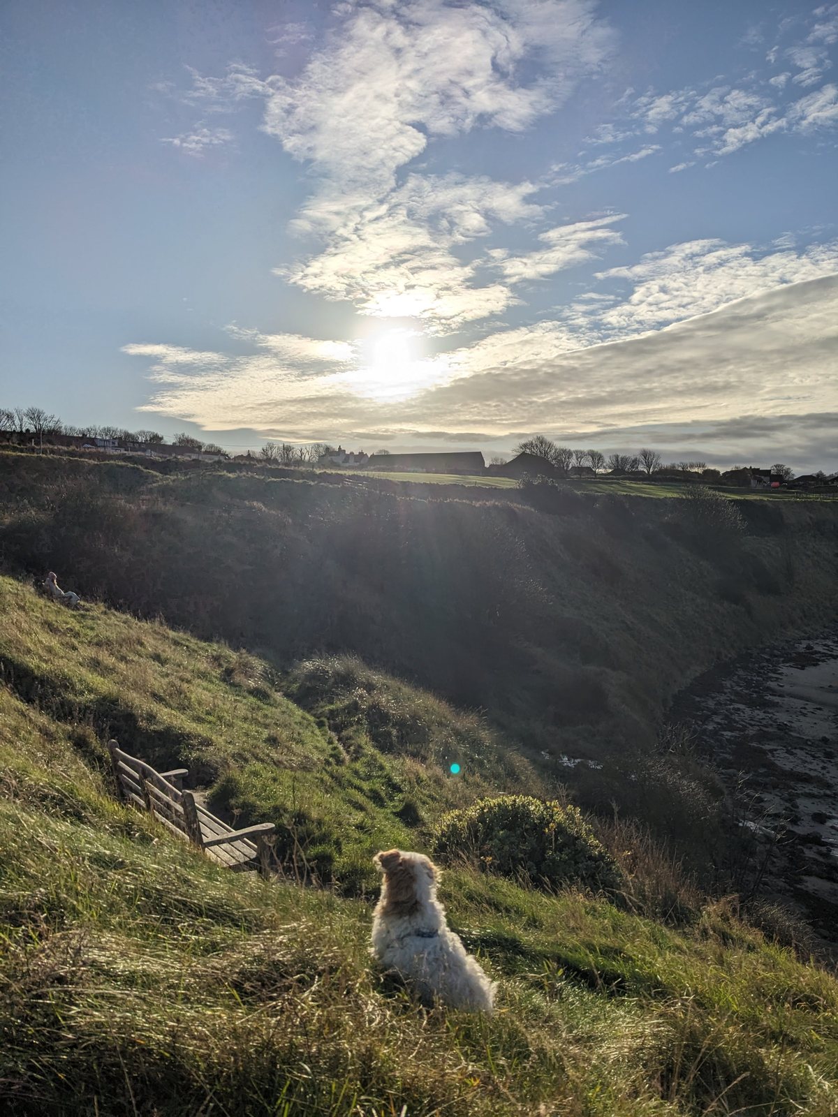 Lillie the dog on a grassy dune above the sea, North Berwick.