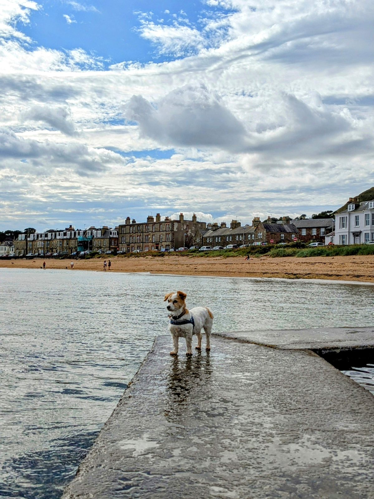 Lillie the dog out on North Berwick harbour wall.
