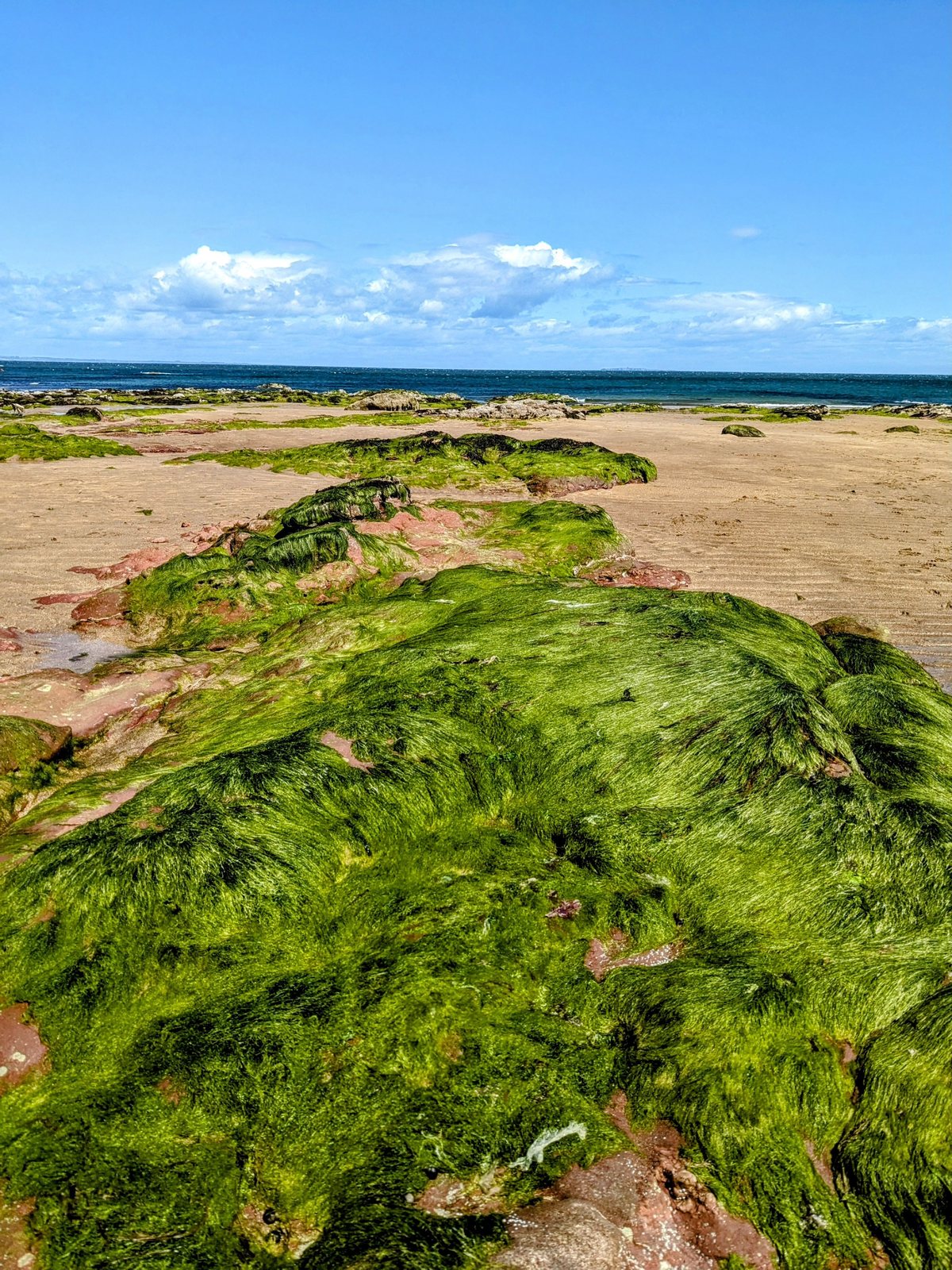 Green weed and rock at the water’s edge, North Berwick.