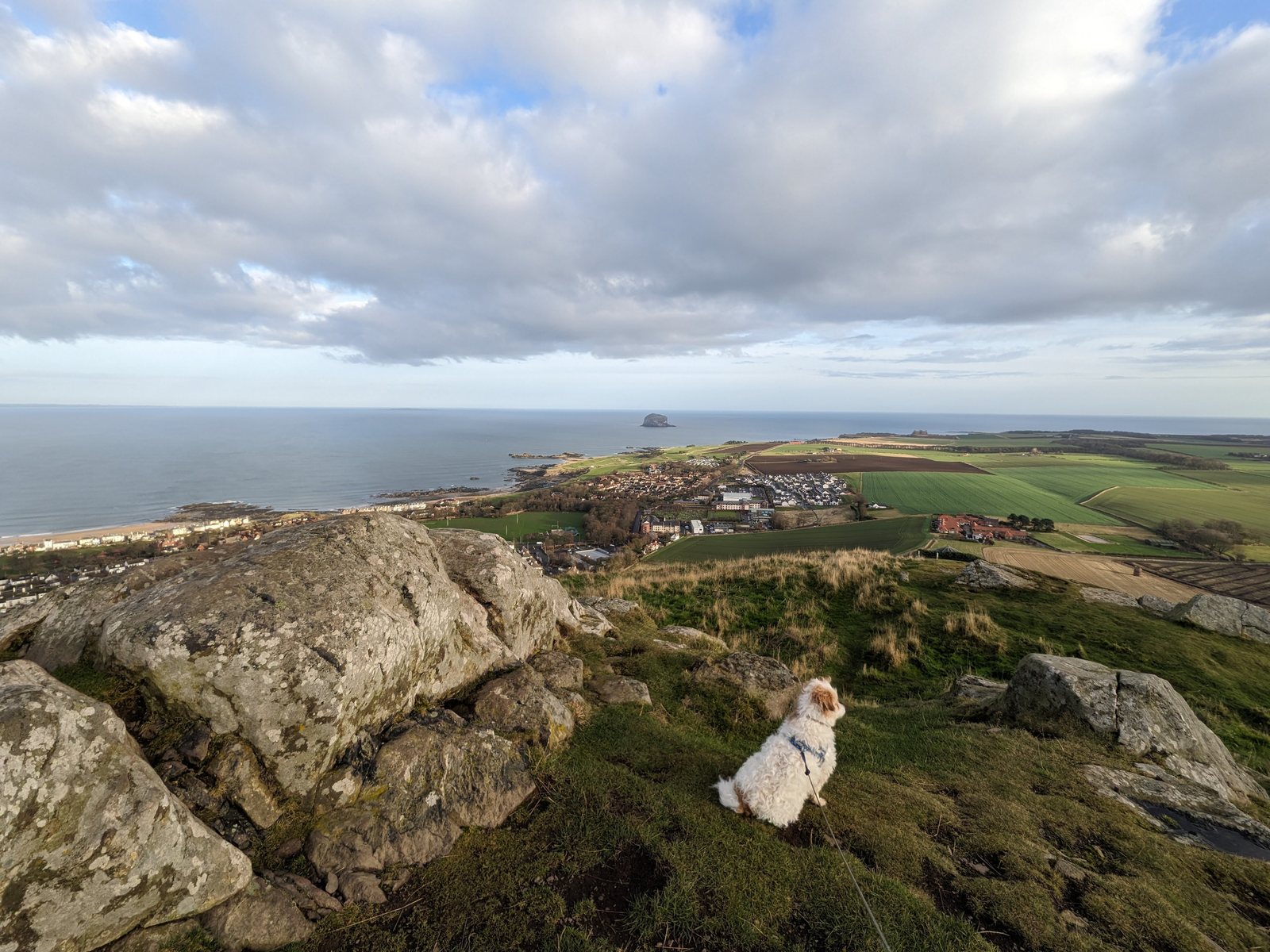 Lillie the dog on the summit rocks of North Berwick Law.