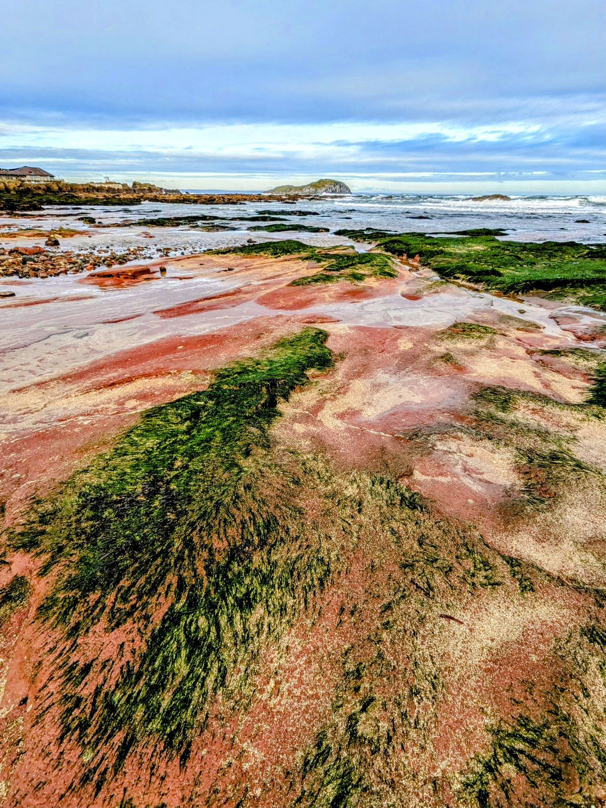 Red sandstone and green-weeded rock ledges on the North Berwick foreshore, sea and sky beyond.