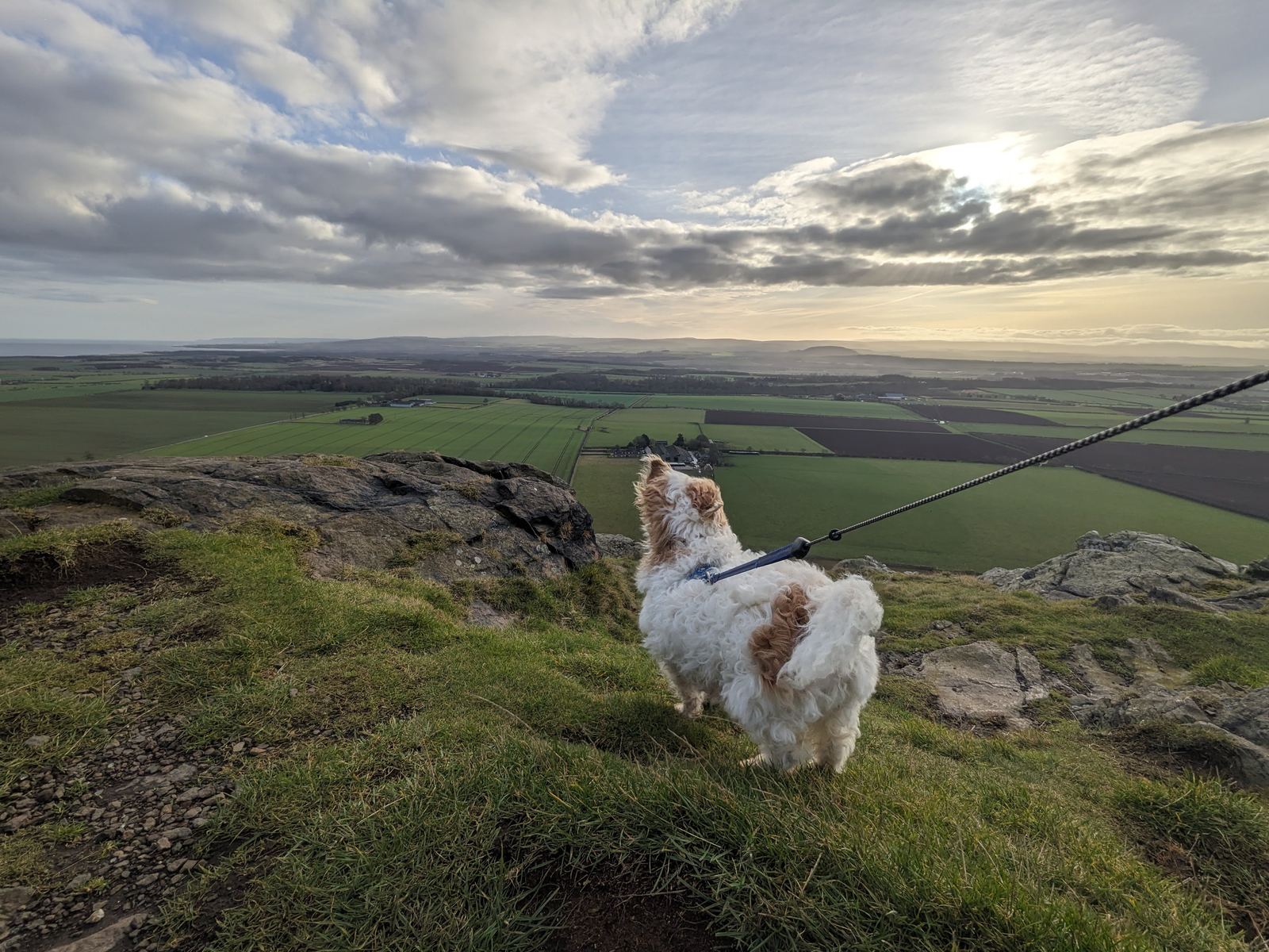 Lillie the white terrier-cross sitting on a grassy clifftop above the sea at North Berwick, looking out over the water.