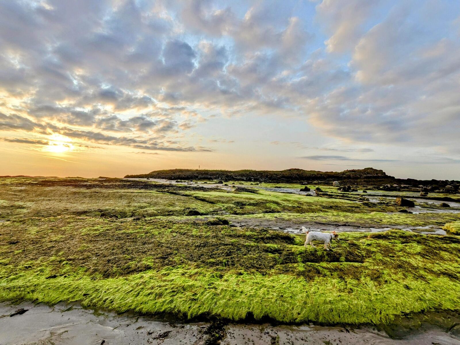 A small white dog on vivid green seaweed-covered rocks at low tide as the sun sets over the East Lothian coast at North Berwick.