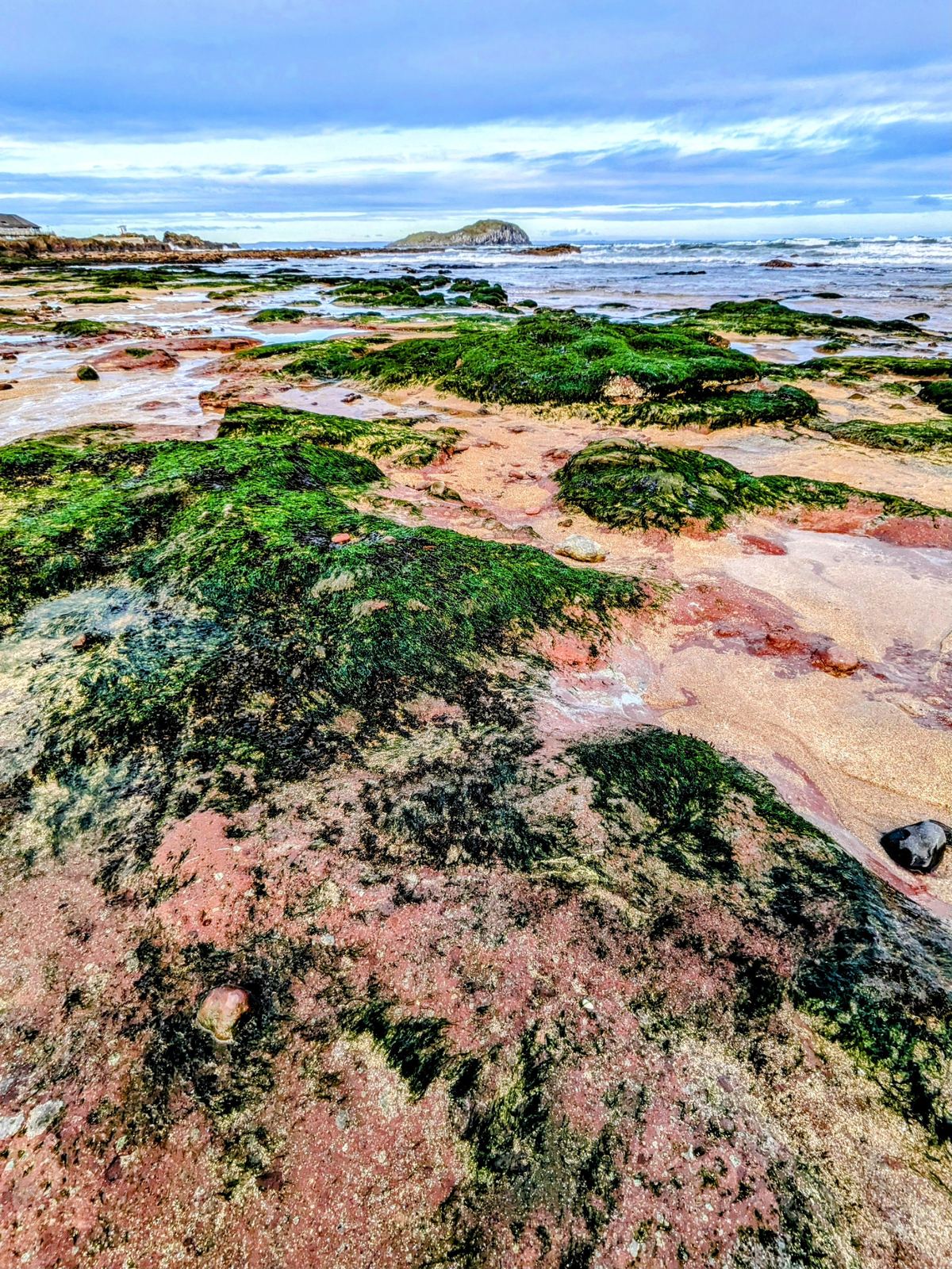 Pink and rust-coloured volcanic rock platforms streaked with vivid green seaweed on the foreshore at low tide, North Berwick.
