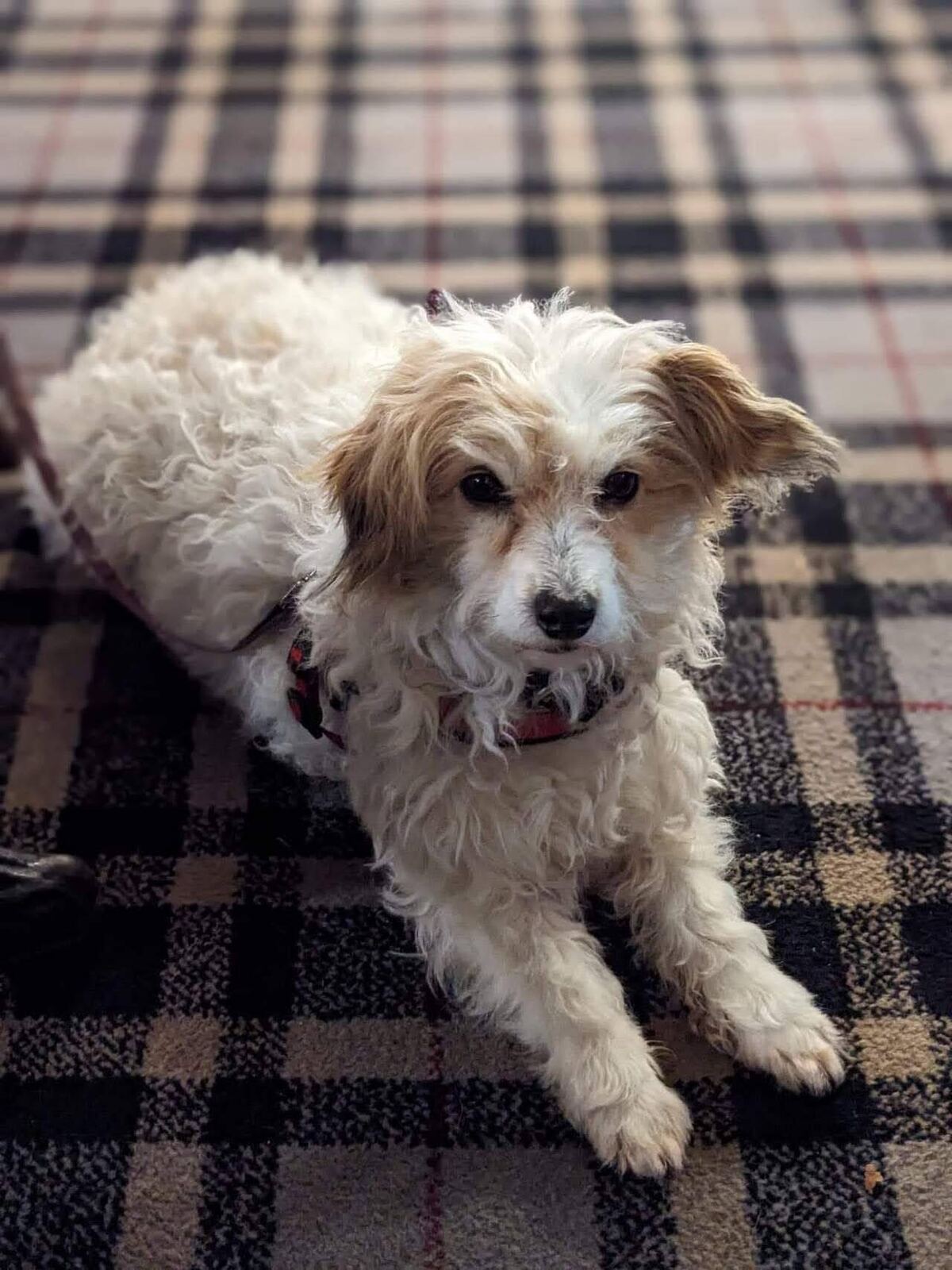 A small white terrier-cross dog curled on a tartan blanket, looking up at the camera.