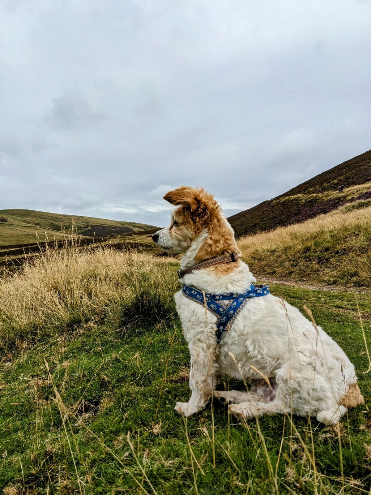 A tan-and-white dog in a blue harness sitting on a grassy Pentland hillside looking out over the hills.