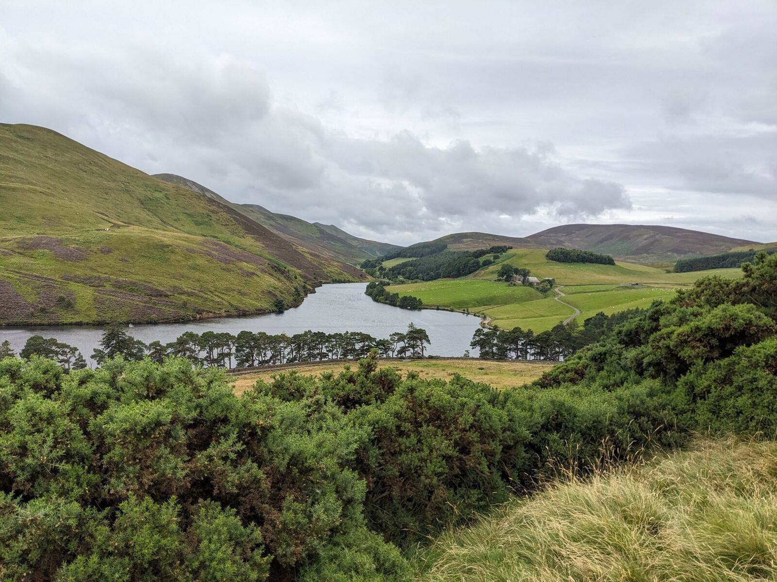 Glencorse Reservoir in the Pentland Hills in summer with a line of Scots pine on a spit crossing the water and green hills beyond.
