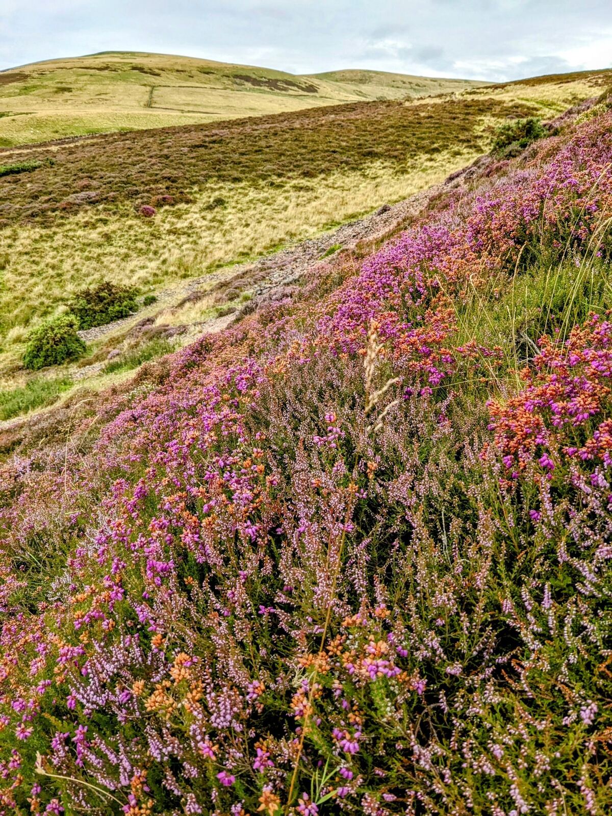 A Pentland hillside covered in magenta and purple heather in full bloom in August.