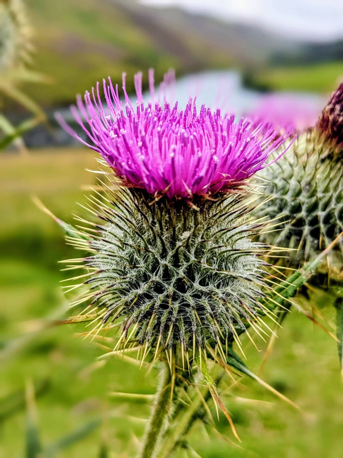 Close-up of a purple spear thistle in flower, Scotland's national emblem, on a Pentland hillside in summer.