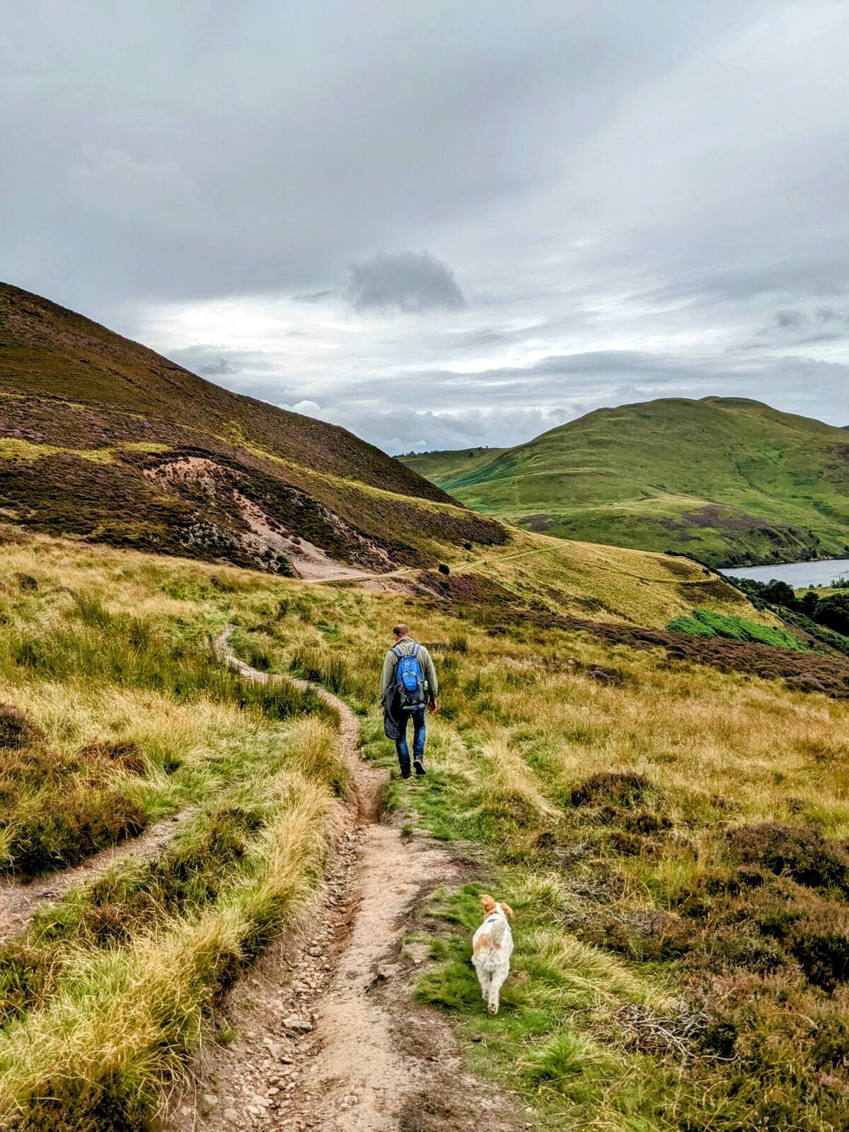 A walker with a rucksack and a small white dog heading down a path into a Pentland glen with the reservoir beyond.