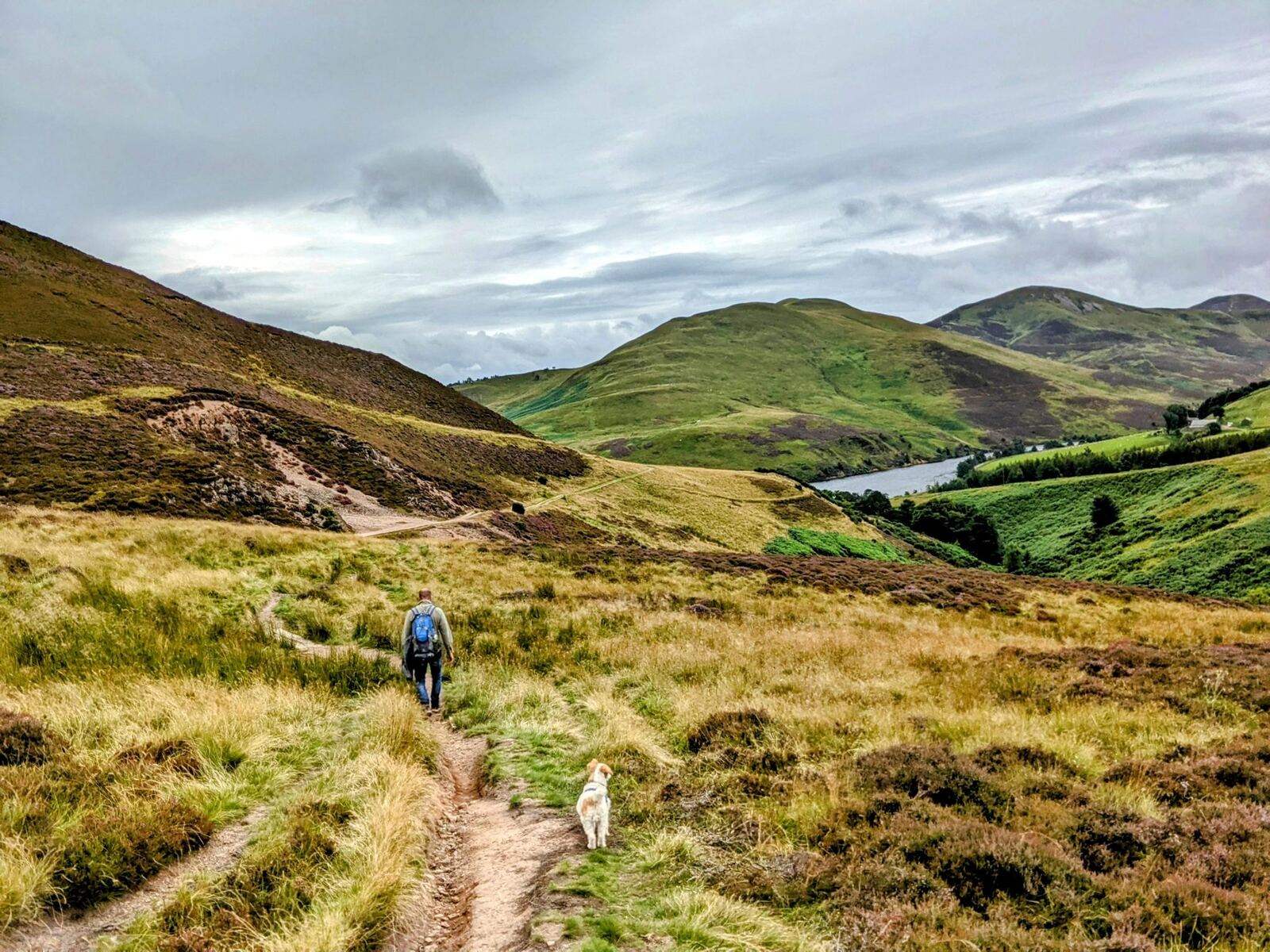 A walker and small dog on a hill path in August with heather, rounded green Pentland hills and Glencorse Reservoir stretching into the distance.