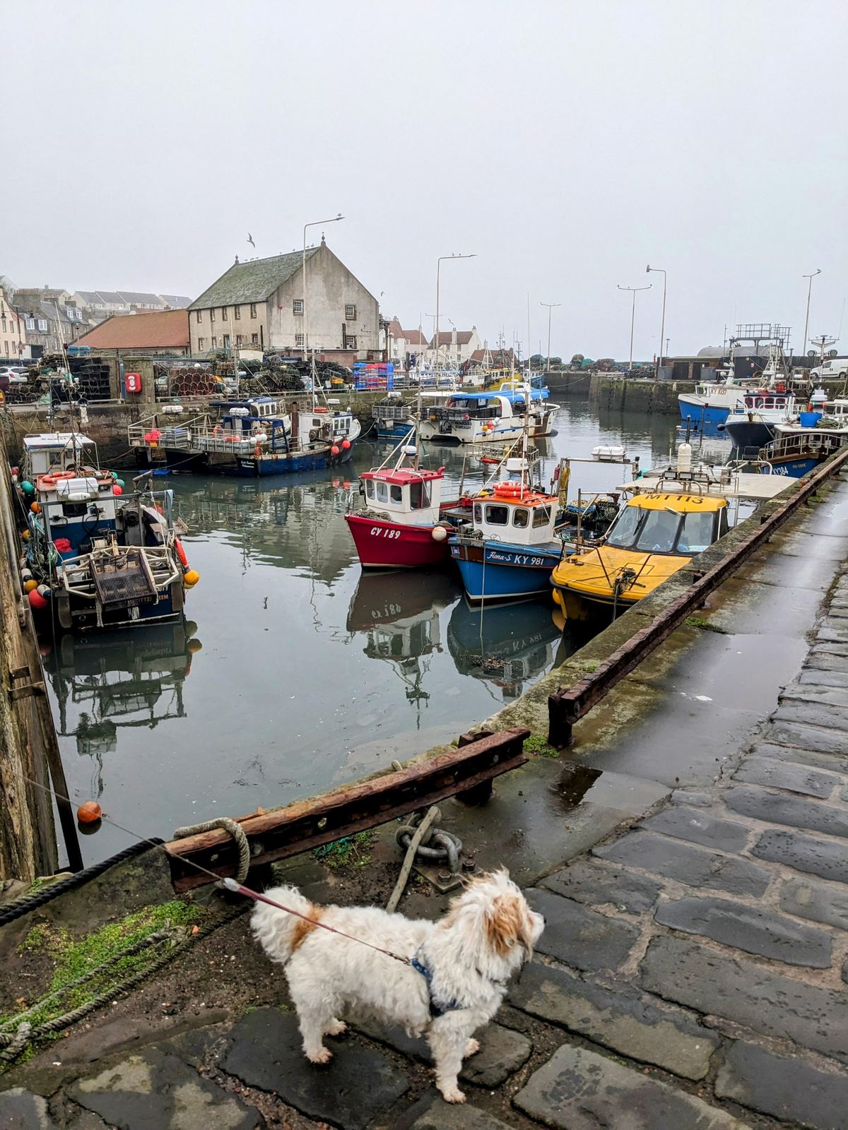 Lillie the dog on the quayside at Pittenweem harbour, fishing boats moored behind