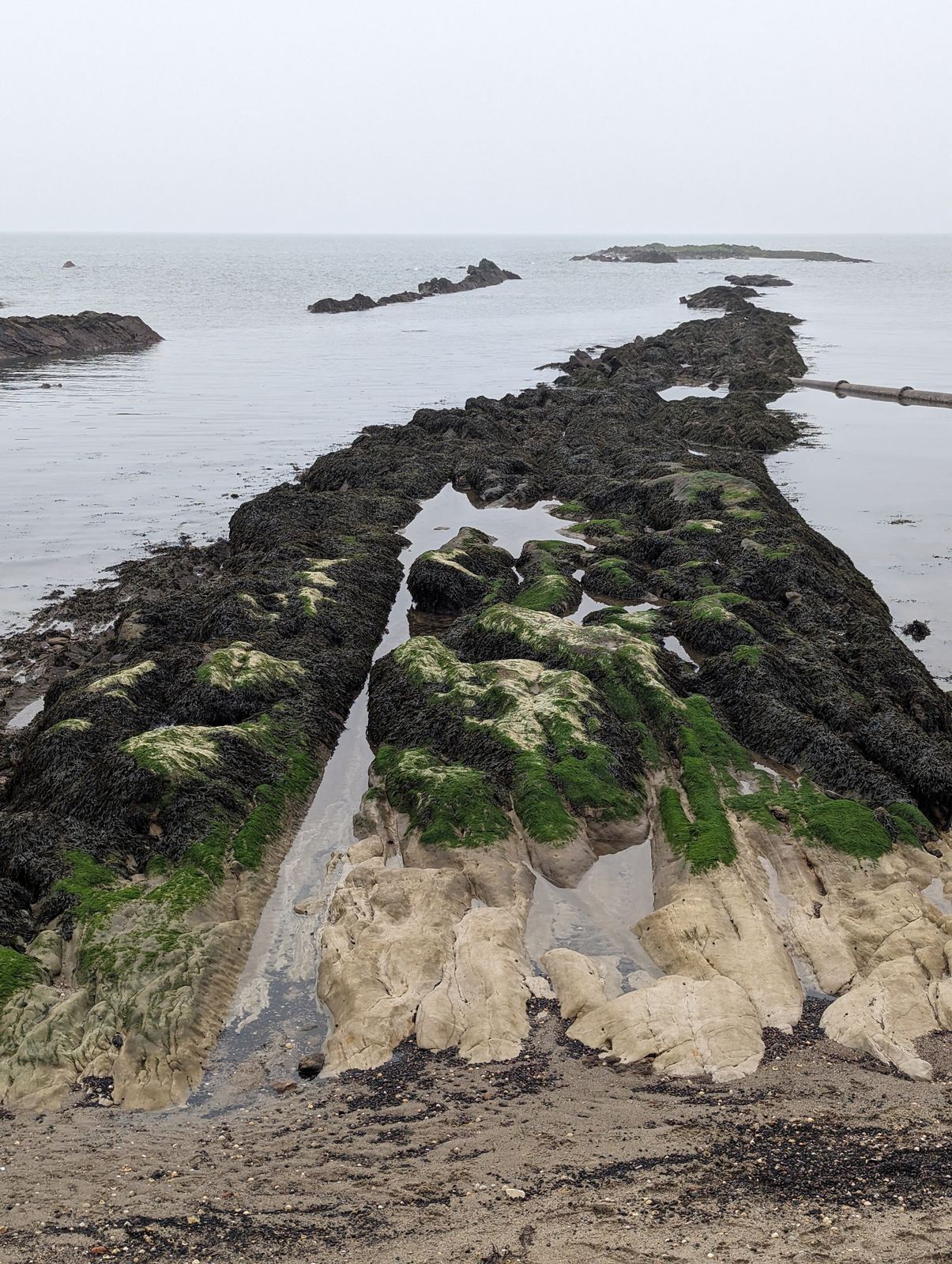 The rocky foreshore at low tide below Pittenweem