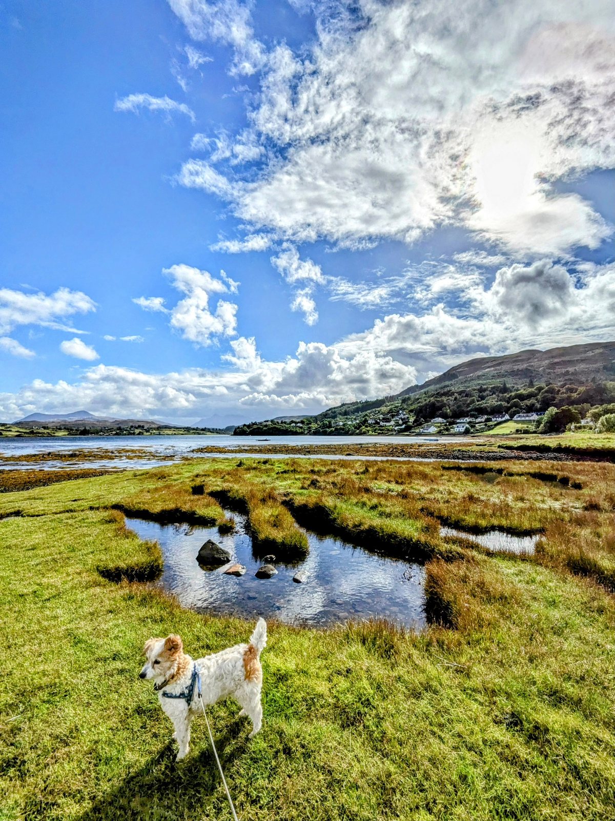 The shore of Portree bay with Lillie the dog.