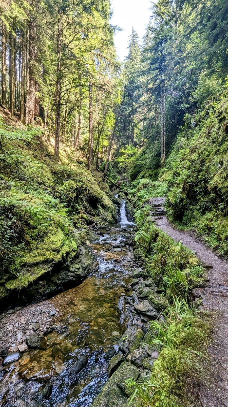 A narrow path winding up the mossy, fern-lined gorge of Puck's Glen beside a tumbling burn, tall conifers rising on either side.
