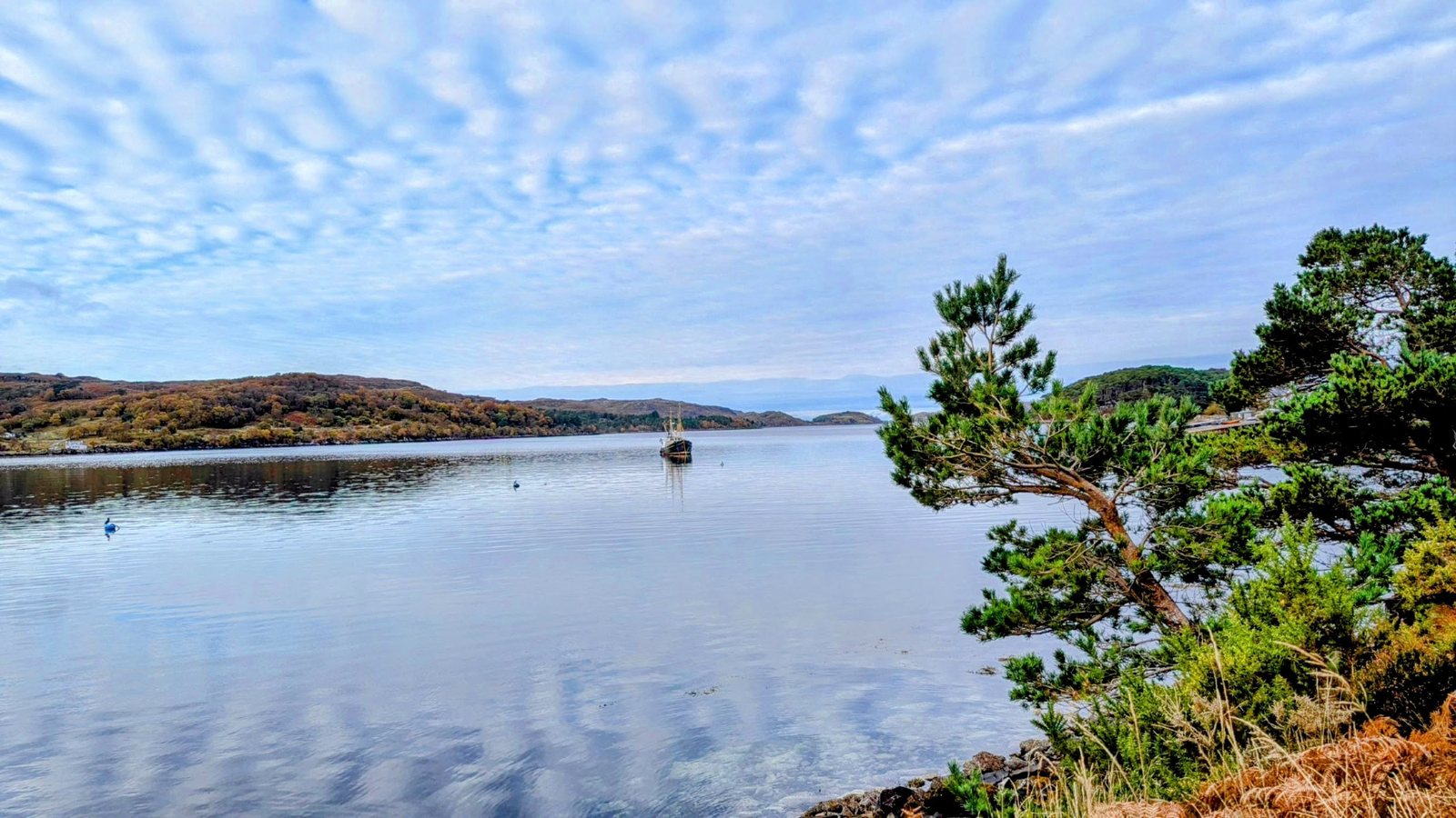 Shieldaig Island covered in Scots pines on Loch Shieldaig.