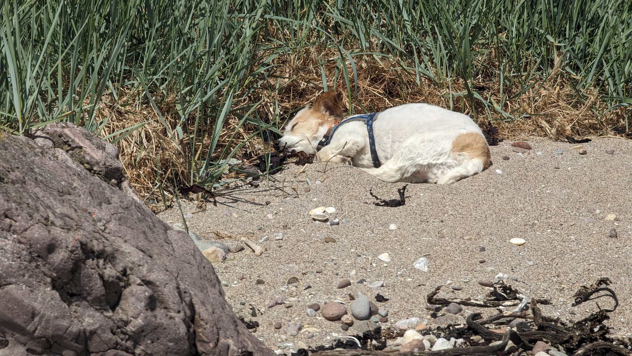 Lillie the dog curled up asleep on the sand at Southend beach.