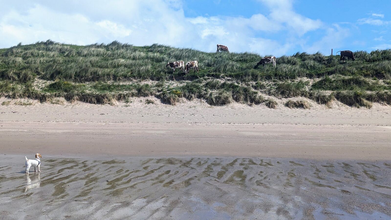 A dog on the empty sandy beach at Southend, dunes and an old lookout building behind.