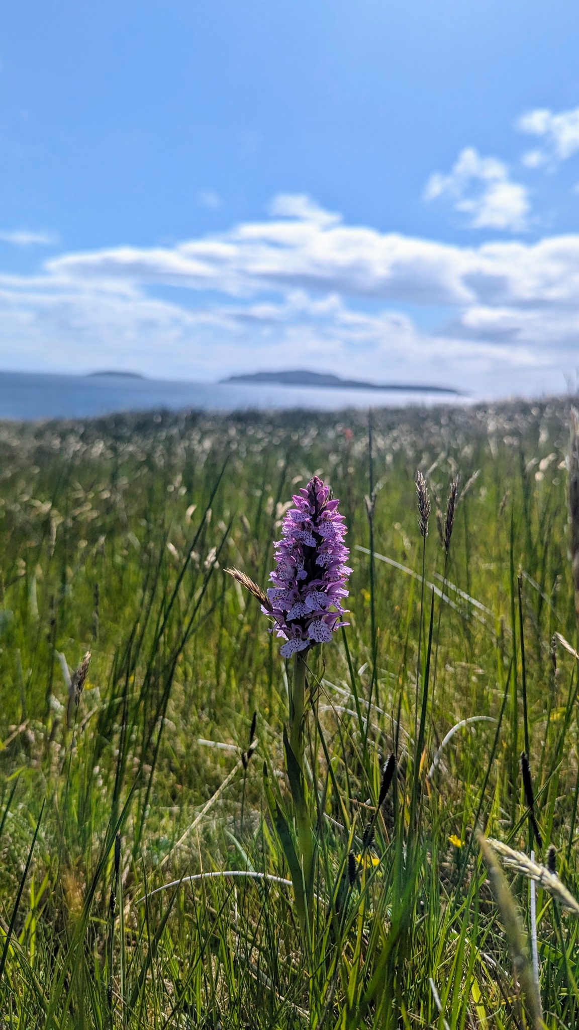 A purple marsh orchid flowering in the grass behind the dunes at Southend.