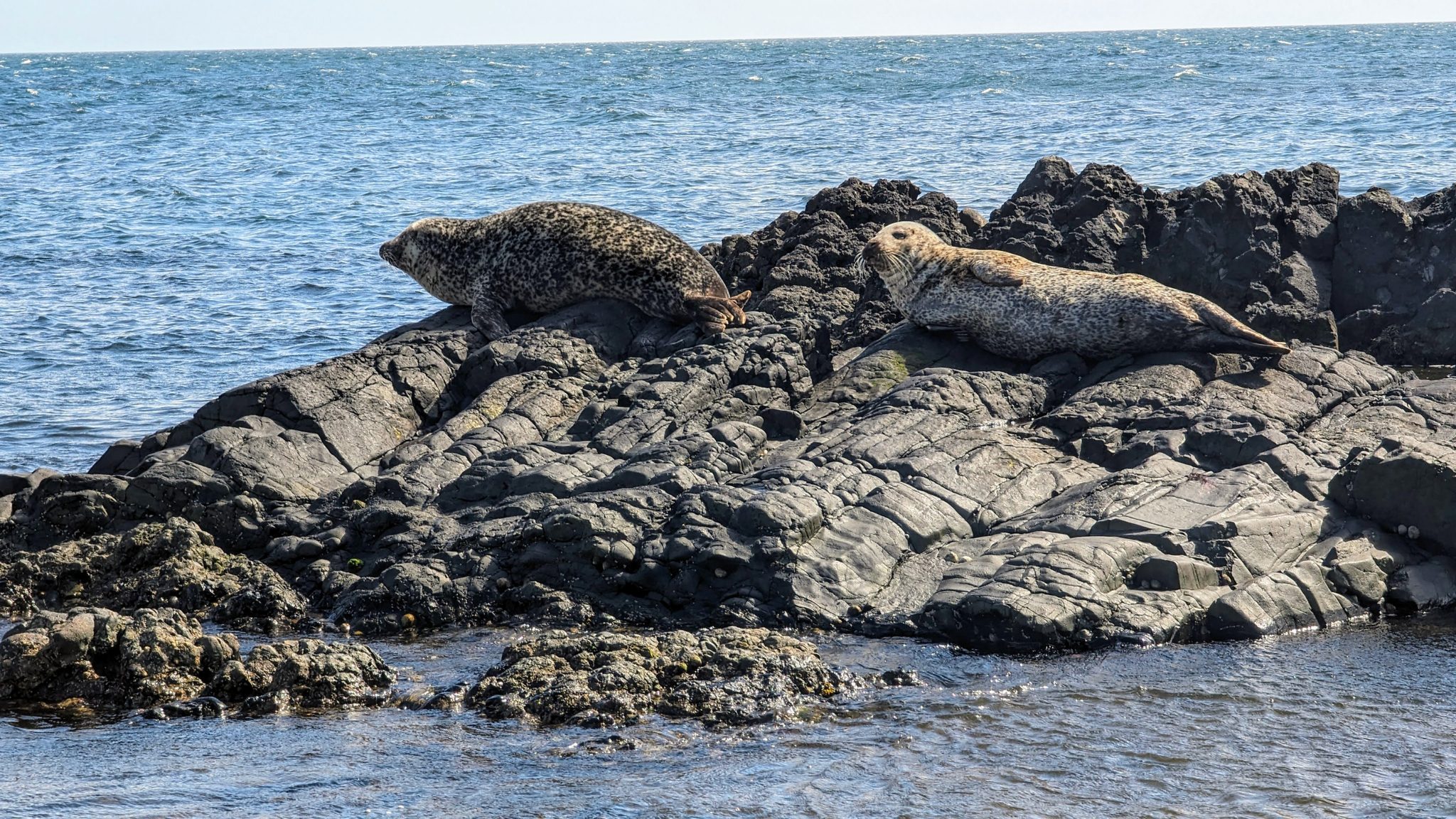 Several seals hauled out and basking on rocks off the shore at Southend, Kintyre.