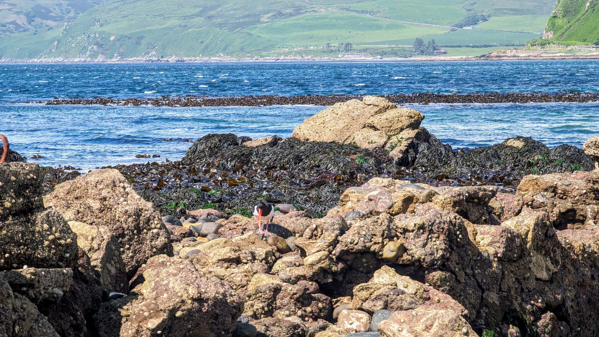 The rocky shore at Southend looking across to Sanda Island, someone swimming in the sea.