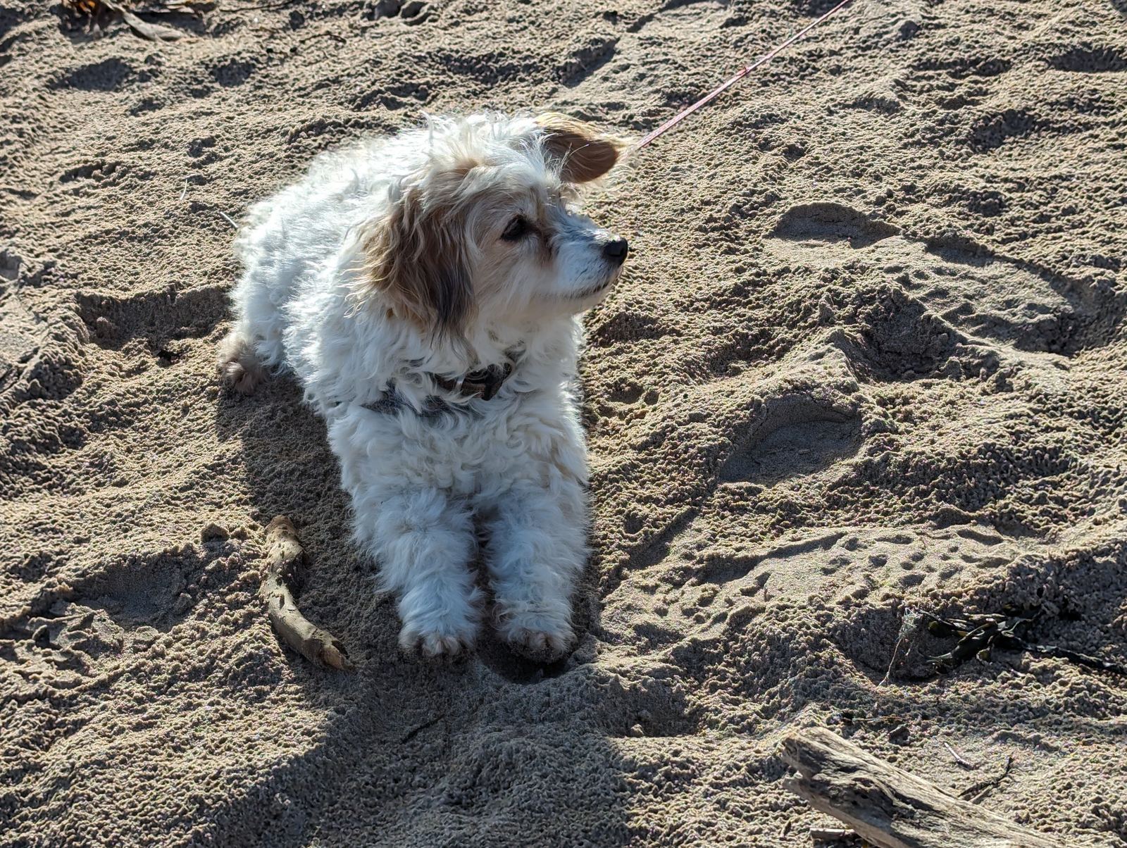 Lillie the dog sitting on the sand at St Andrews West Sands.