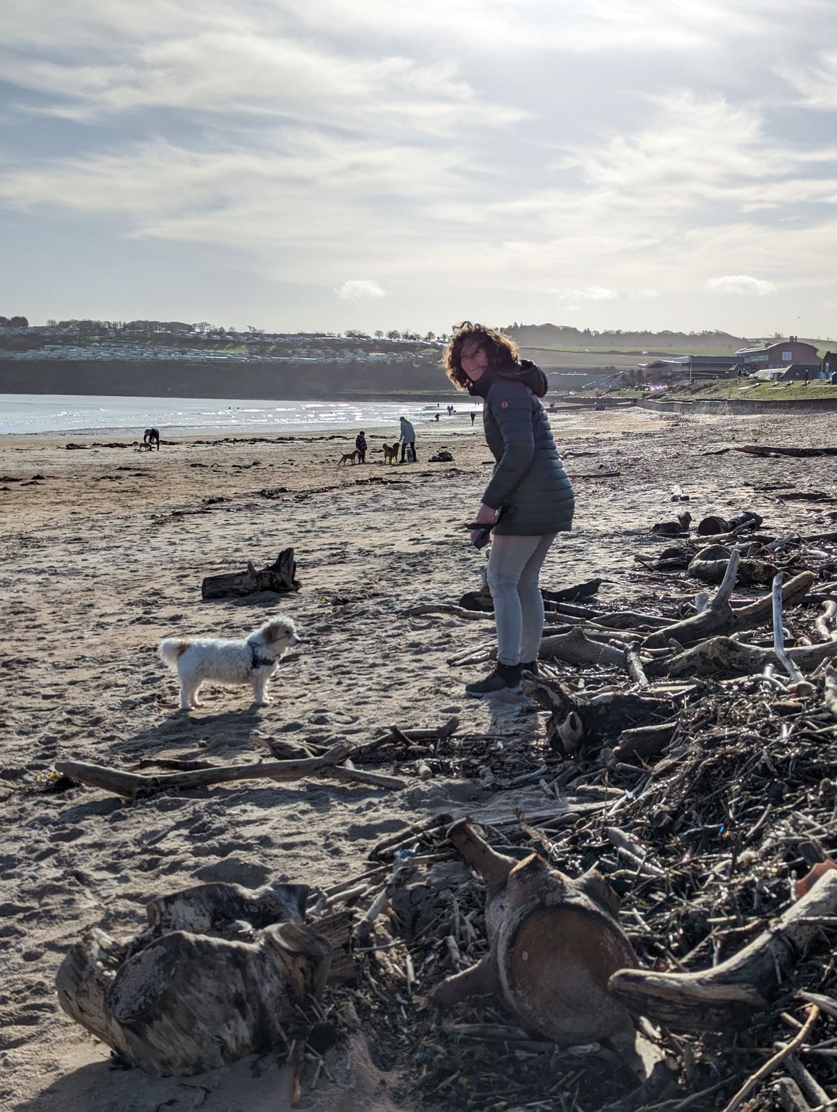 A walker and dog beachcombing on the West Sands at St Andrews.