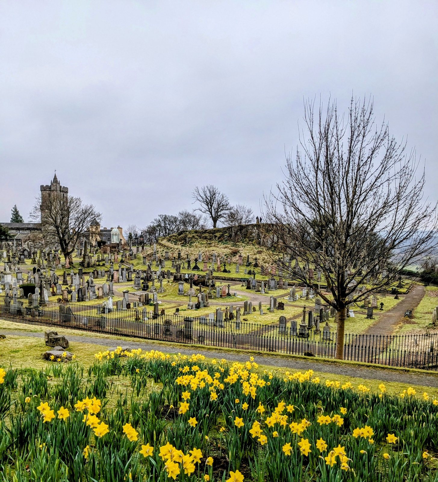 Daffodils among the graves in the Old Town Cemetery, Stirling.