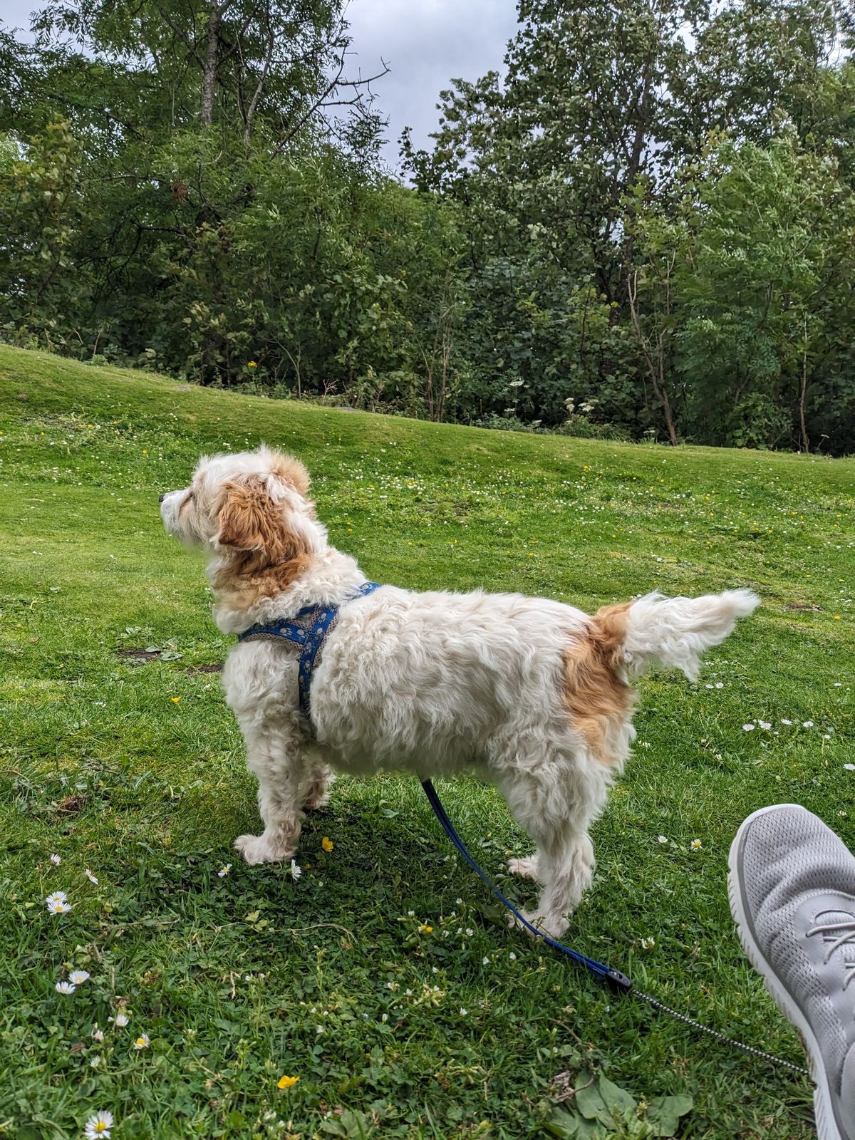 Lillie the small white terrier-cross standing on the grass among gravestones in Stirling's Old Town Cemetery.