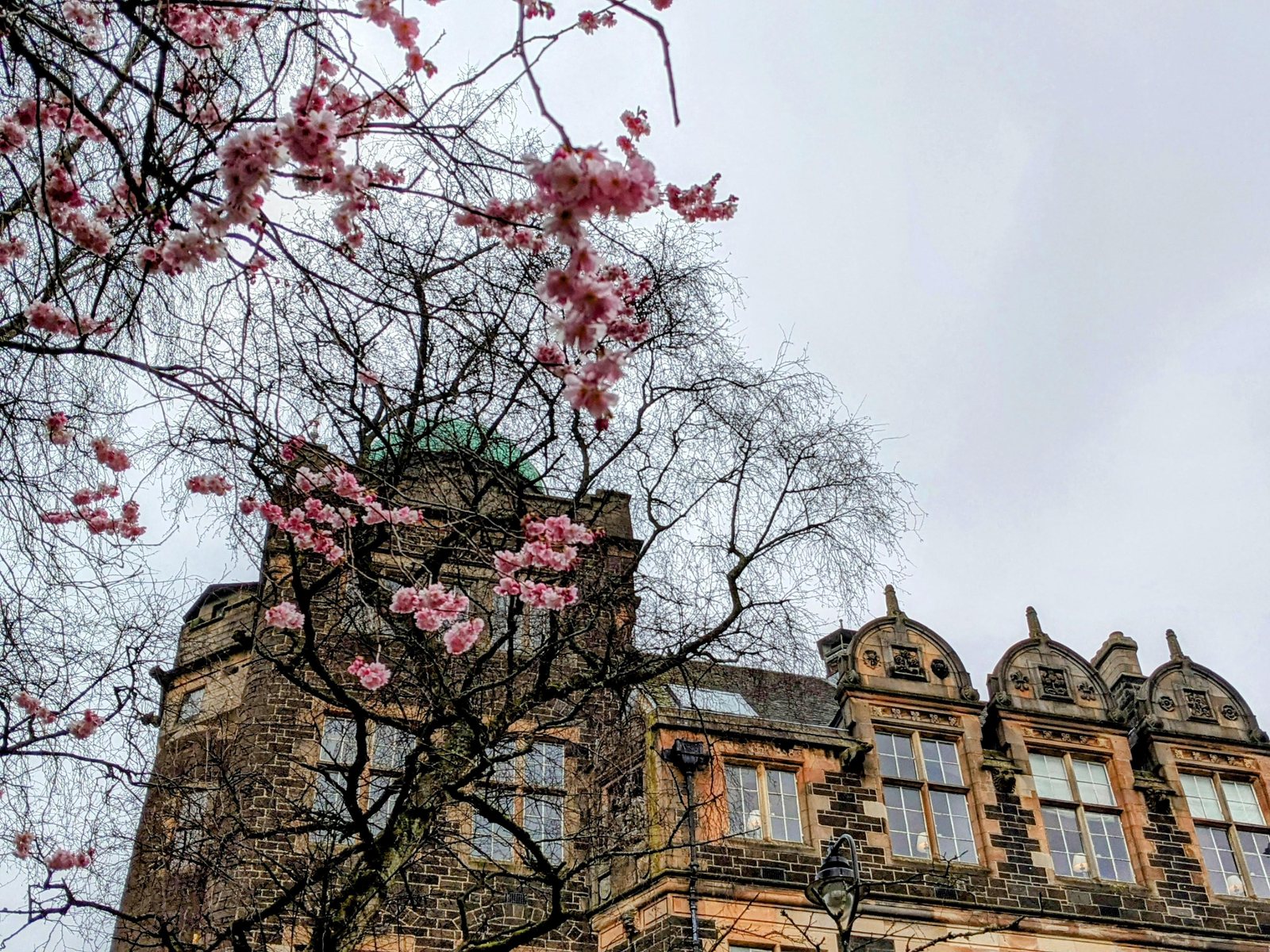 Cherry blossom against an old building in Stirling.