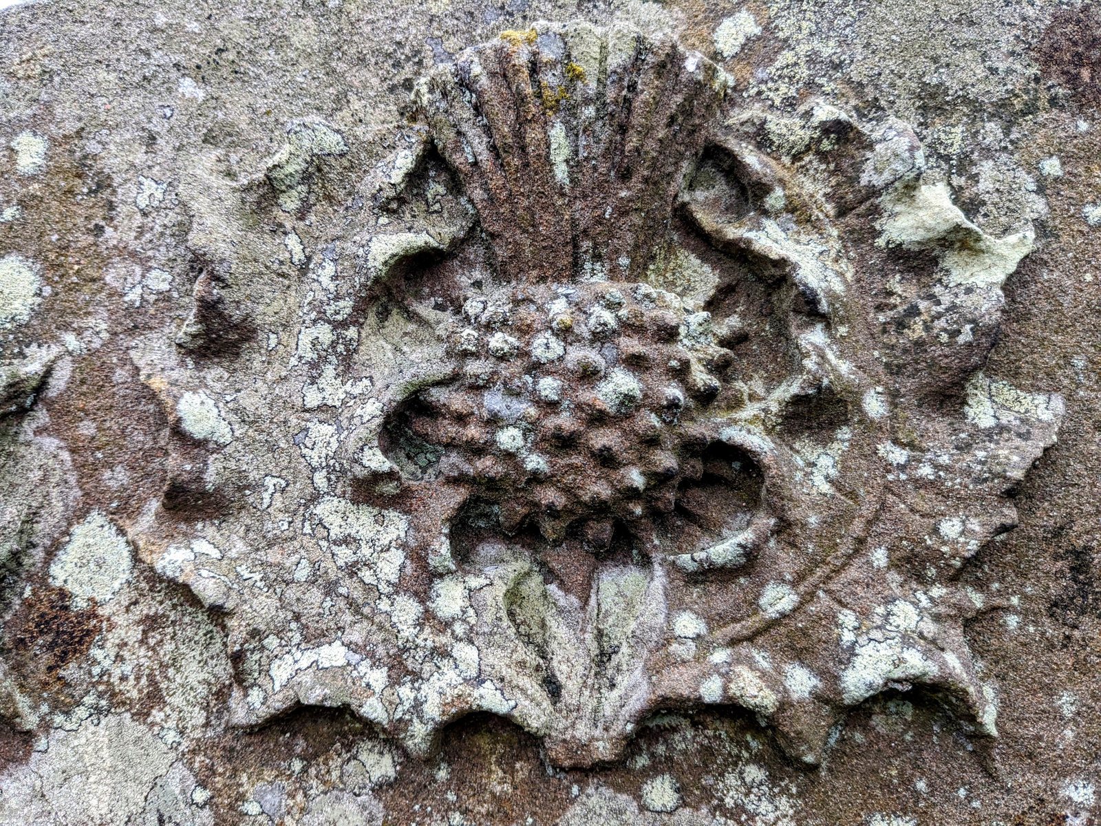 A carved thistle detail on stonework in Stirling Old Town.