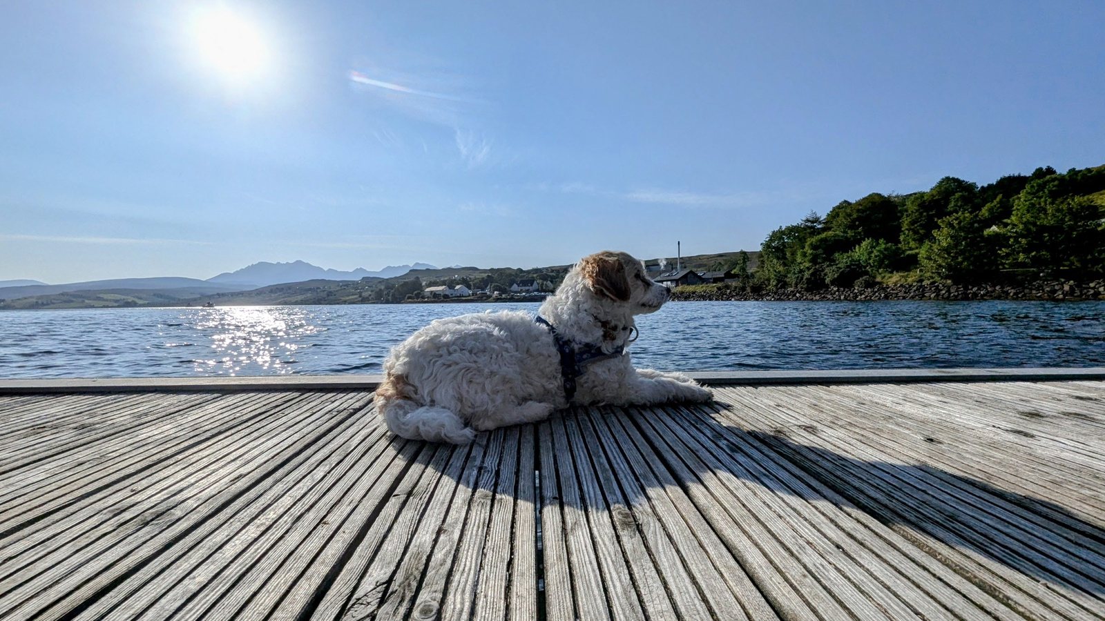 Lillie the dog lying on the old wooden pier at Carbost with Loch Harport and the Cuillin behind.