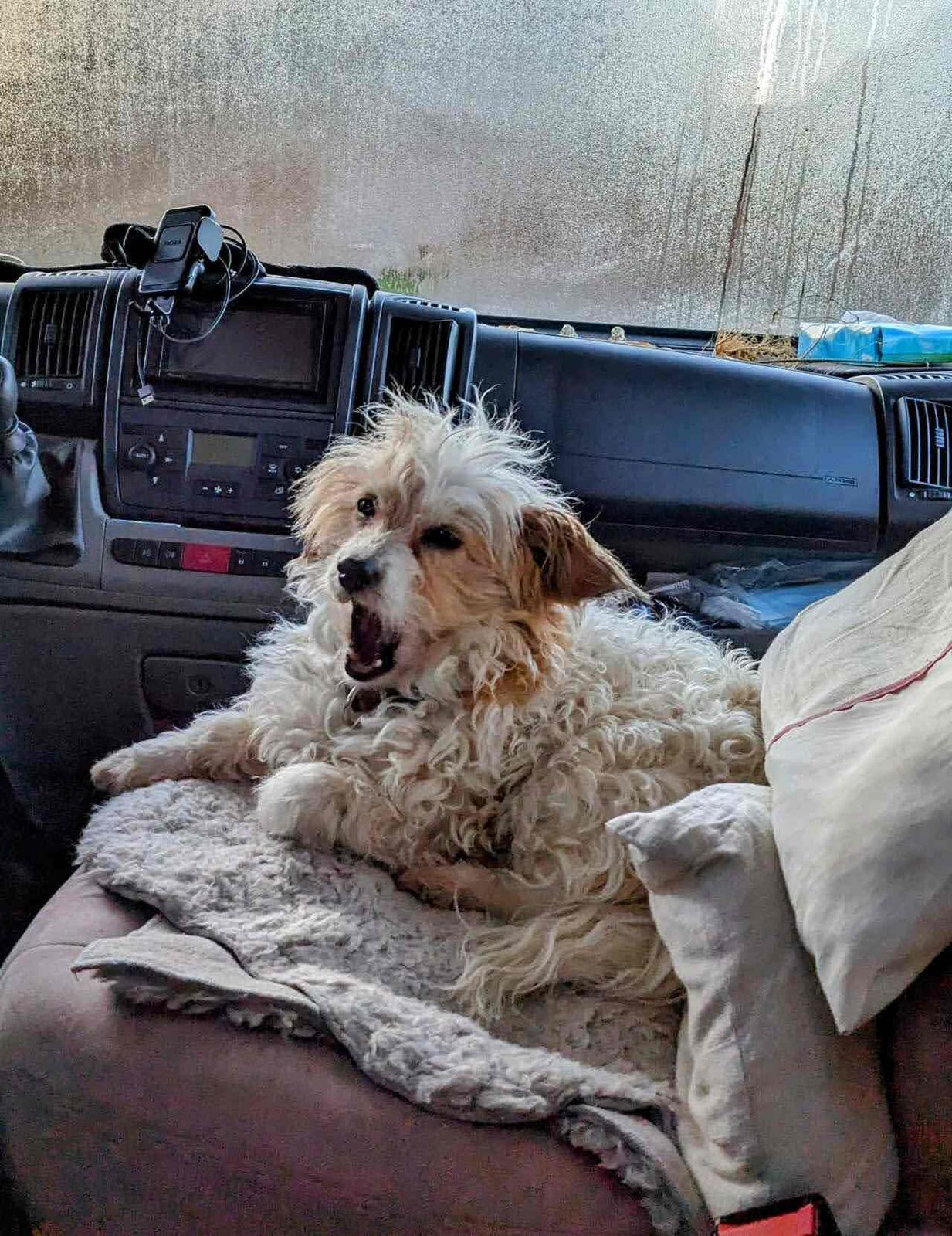Lillie the dog resting on a seat inside the camper van during a visit to Tantallon Castle.