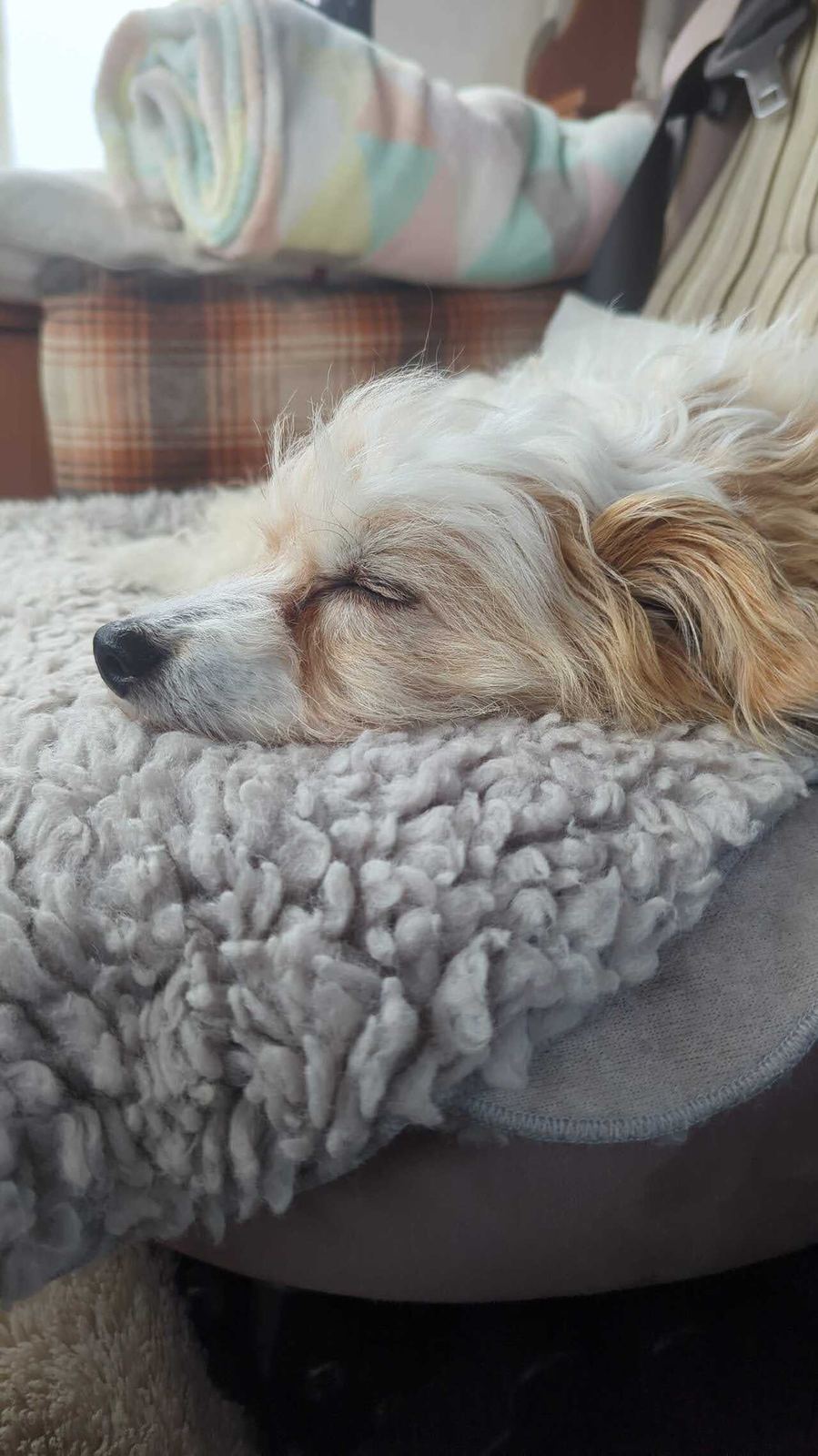 Lillie the terrier-cross asleep curled in her fleece bed after the walk round Tantallon Castle.