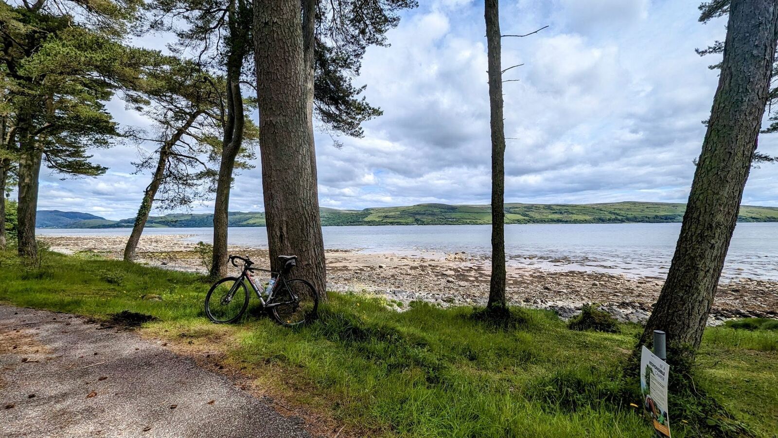 A gravel bike leaning against pine trees on the shore of the Kyles of Bute near Tighnabruaich.