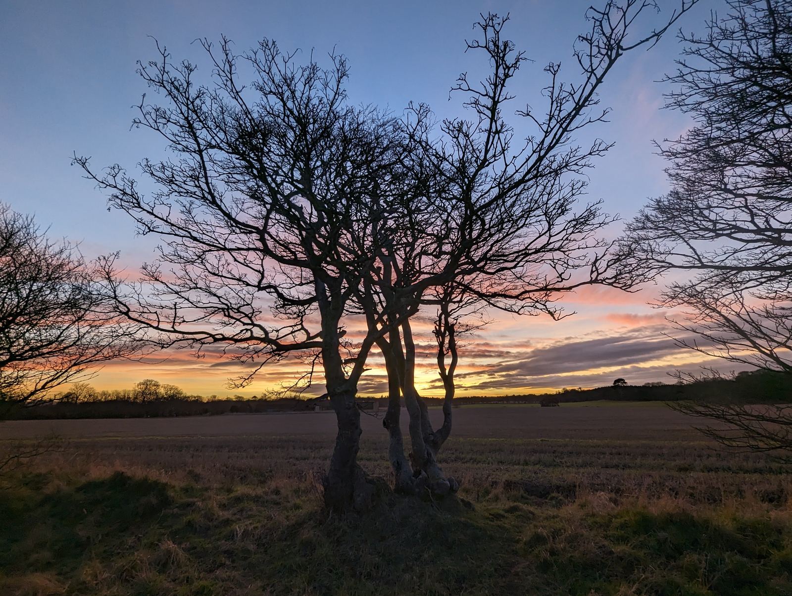 A pink winter sunset over the fields and trees of the Tyninghame estate.