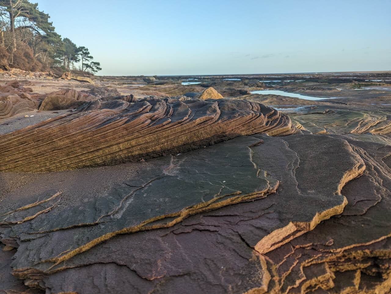 Wave-sculpted folded sandstone rocks on the shore at Tyninghame at sunset, the estuary beyond.
