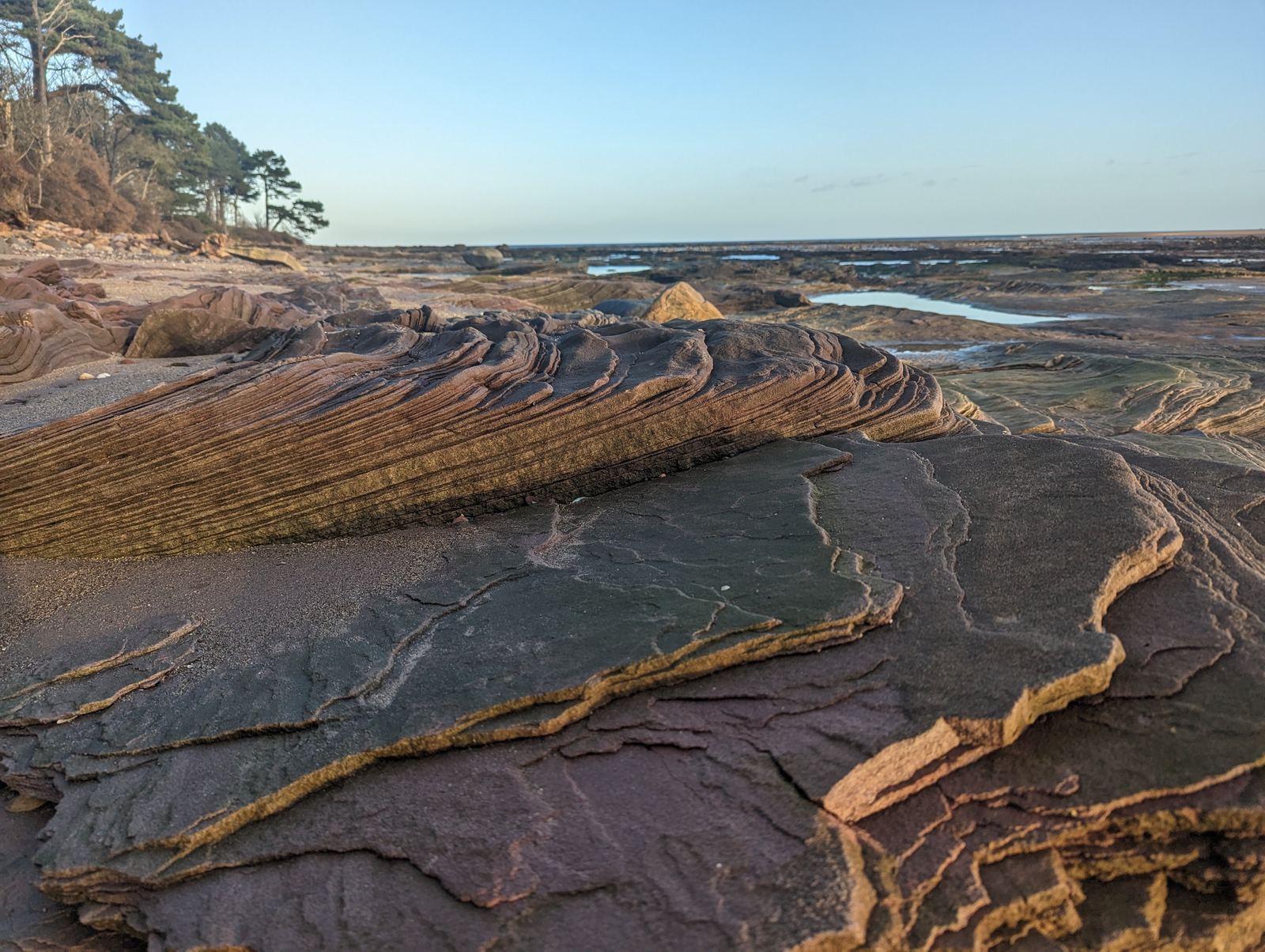 The extraordinary folded and banded sandstone rocks on the shore at Tyninghame.