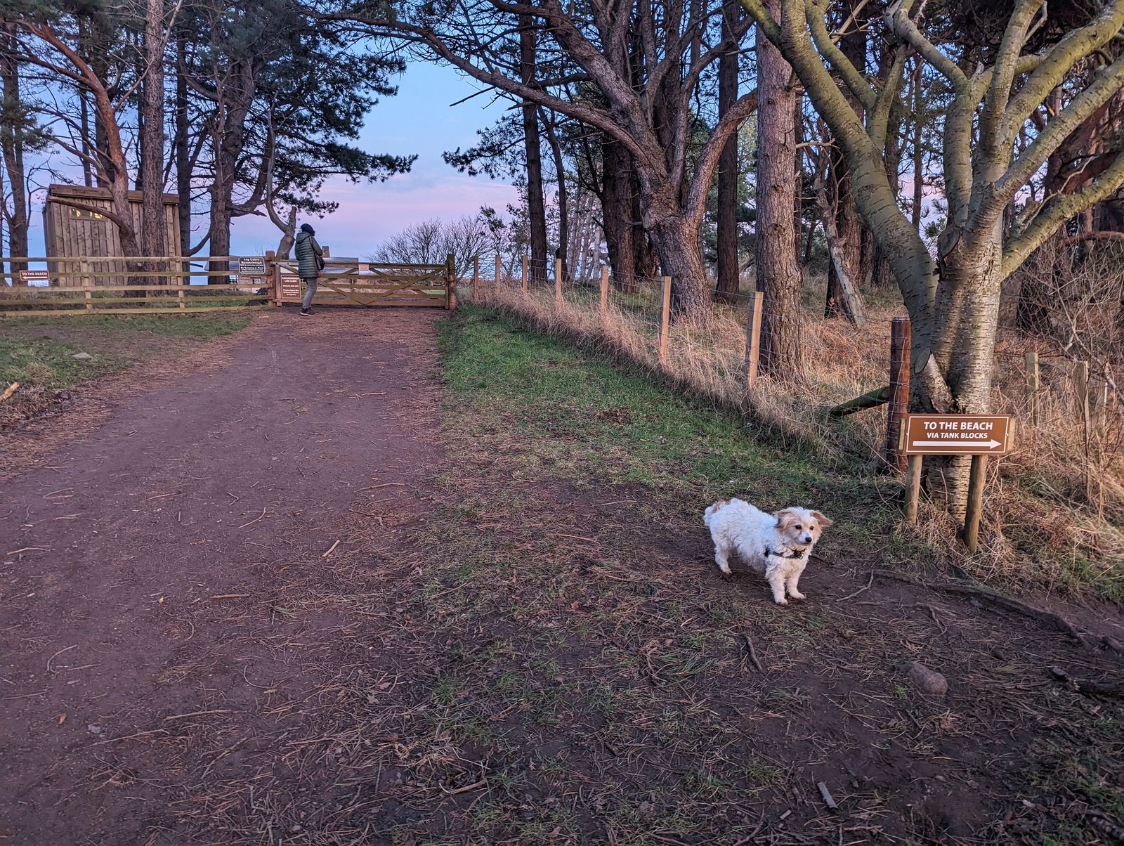 Lillie on a woodland path at Tyninghame at sunset.