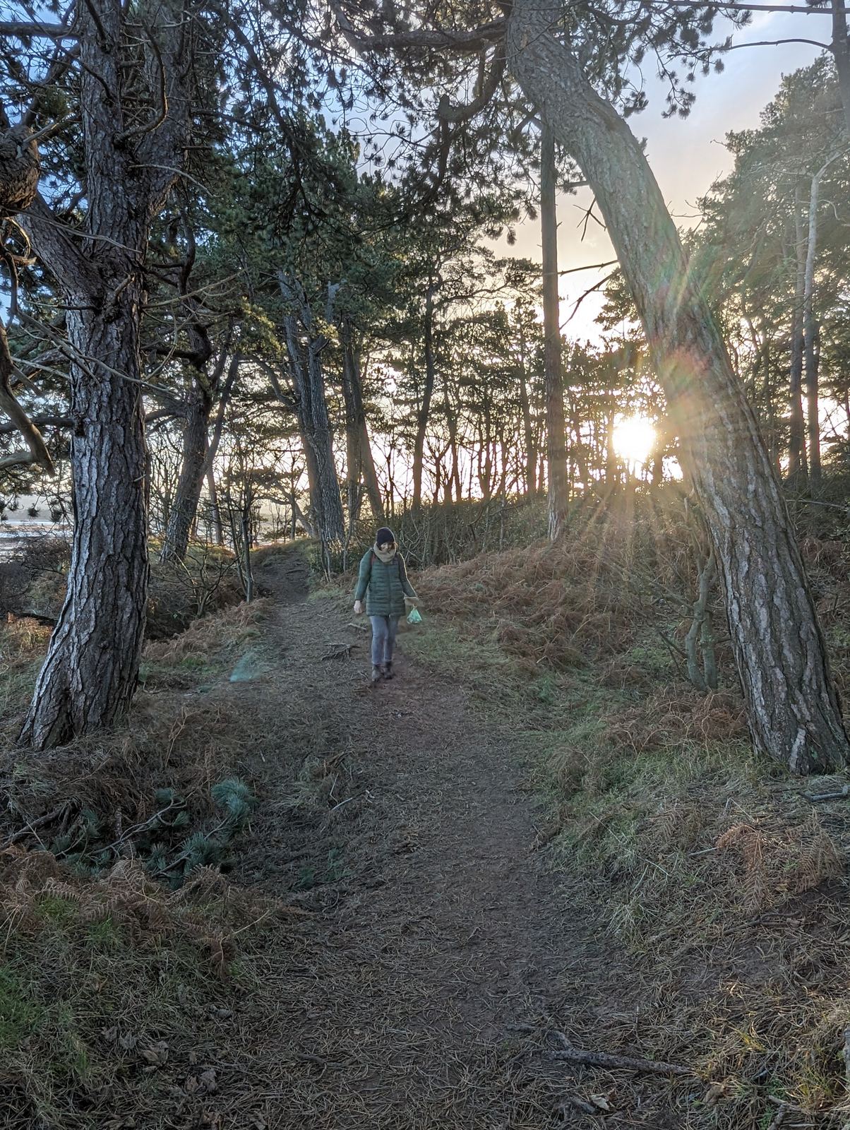 A path through the pine woods at Tyninghame, sun low through the trees.