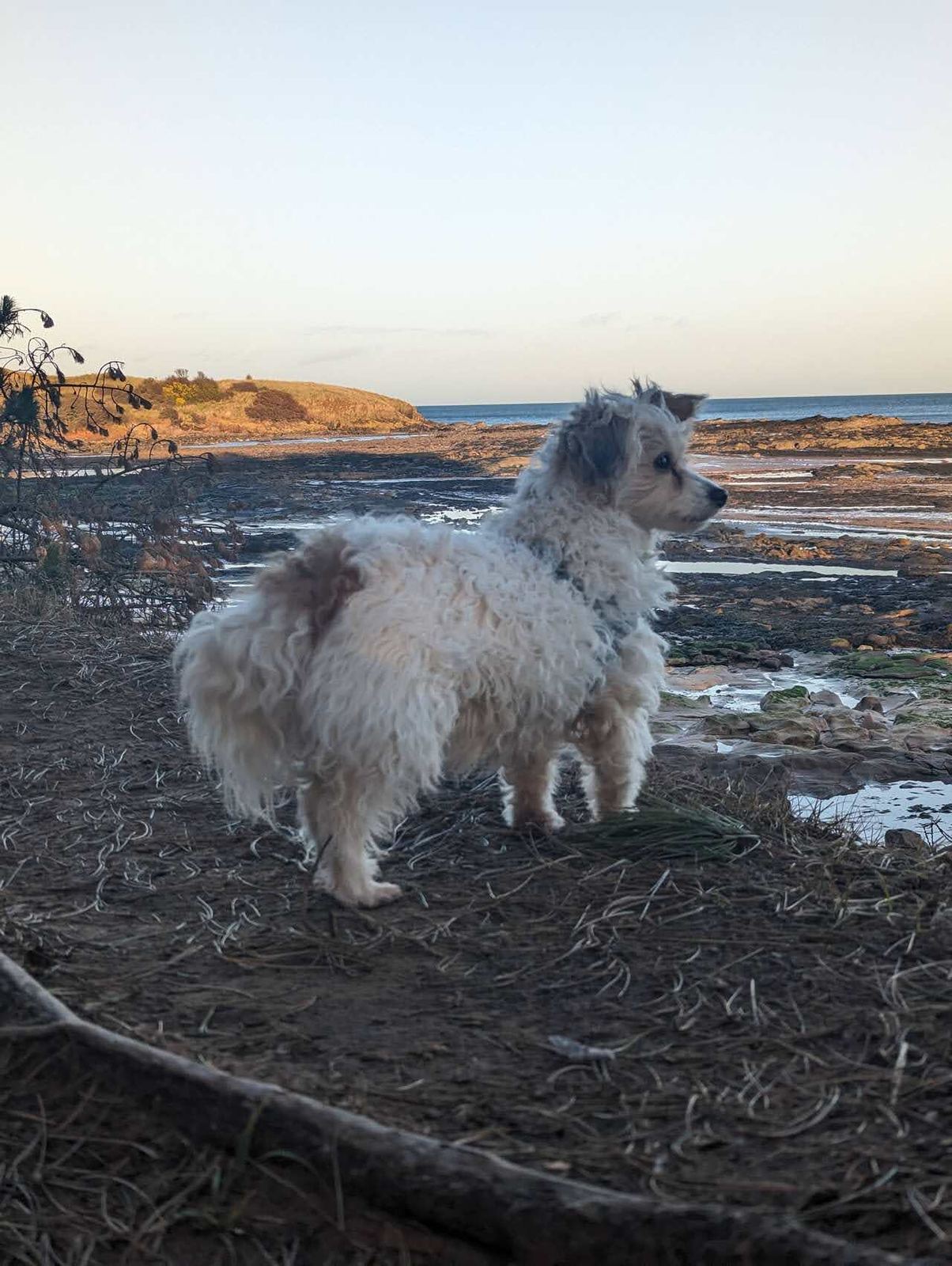 Lillie the dog on the rocky shore at Tyninghame beach.