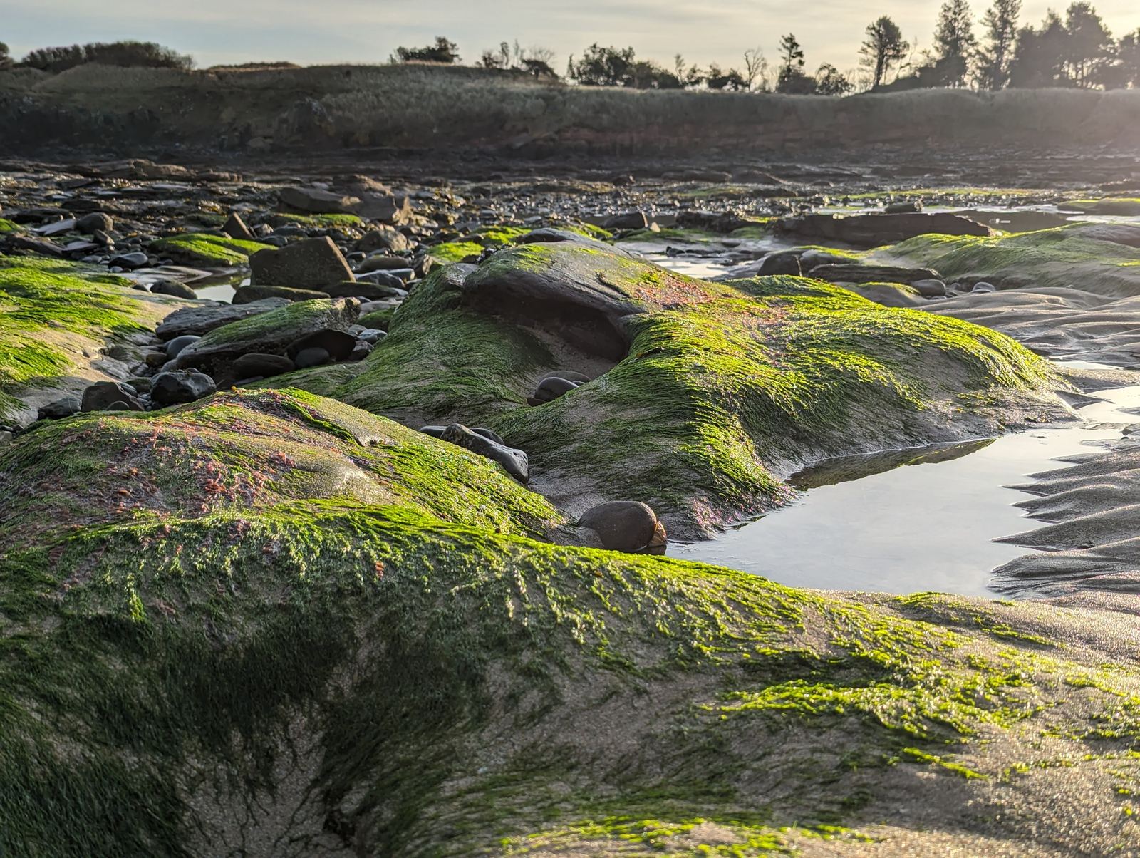 Green mossy rocks and golden sand on Tyninghame beach.